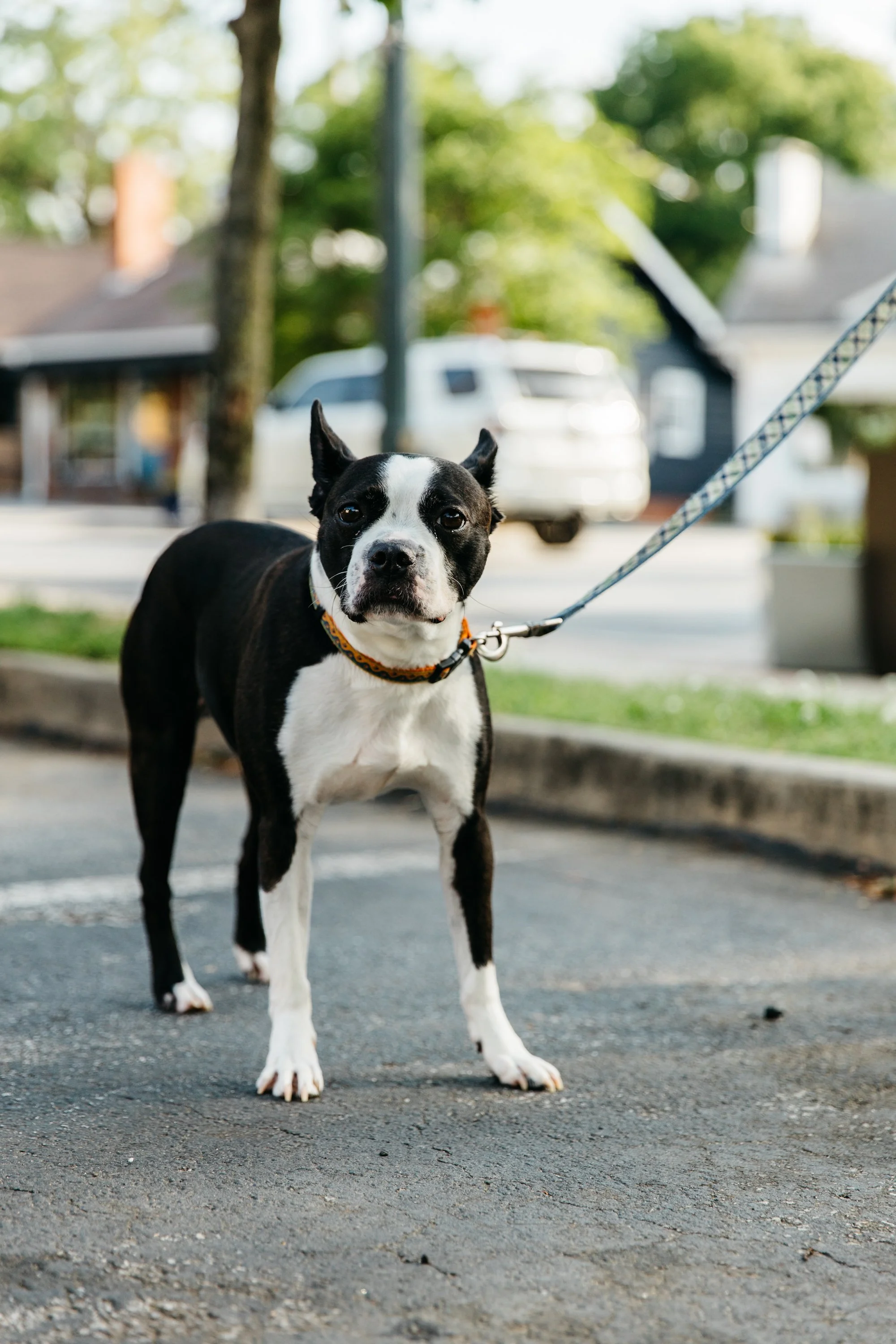 A black and white Boston Terrier dog on a leash standing outdoors on a paved surface with trees and a parked vehicle in the background.