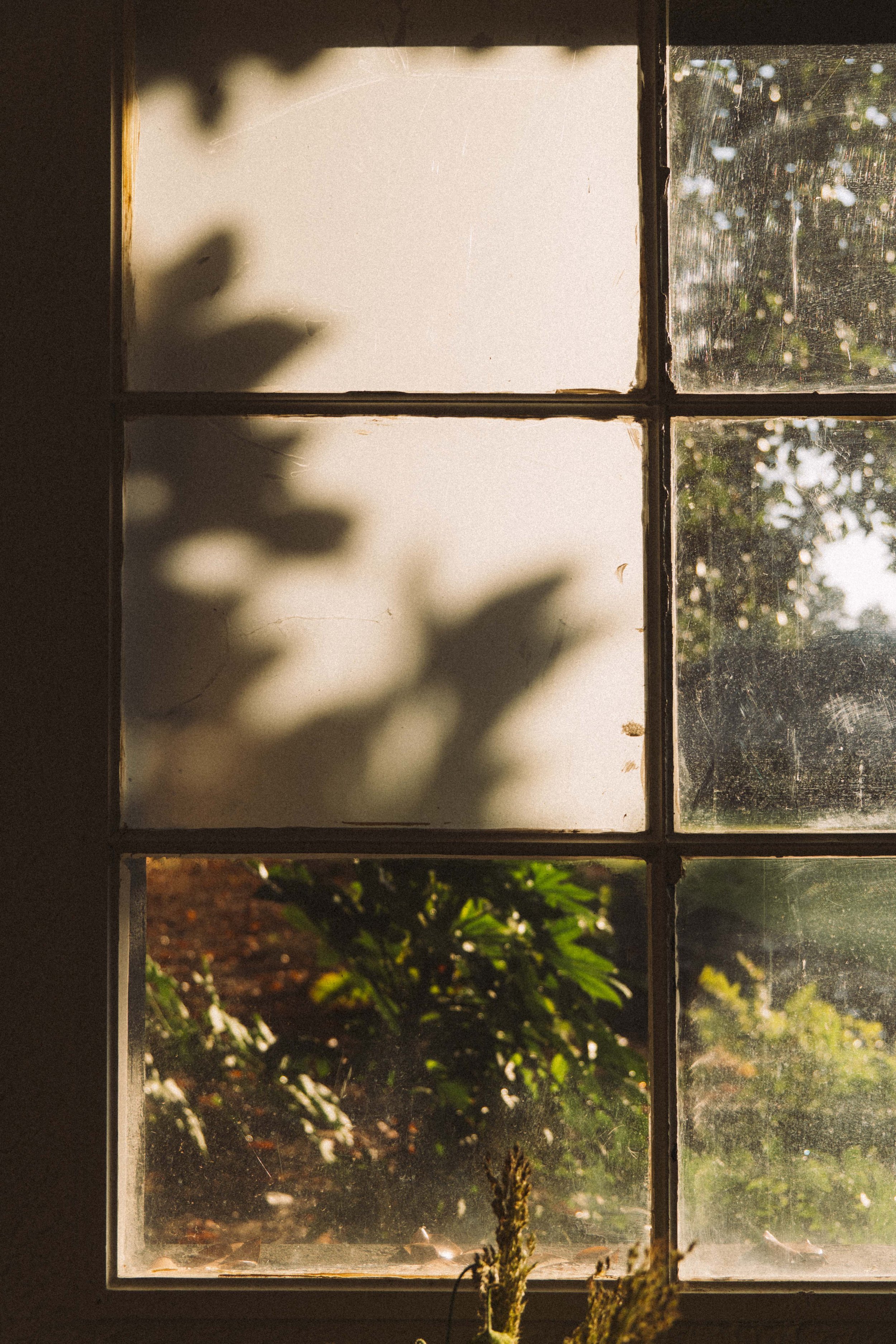 A rustic window with four panes shows a view of a garden outside. The glass is dirty with smudges and dust, and sunlight filters through, casting shadows and warm light on the interior.
