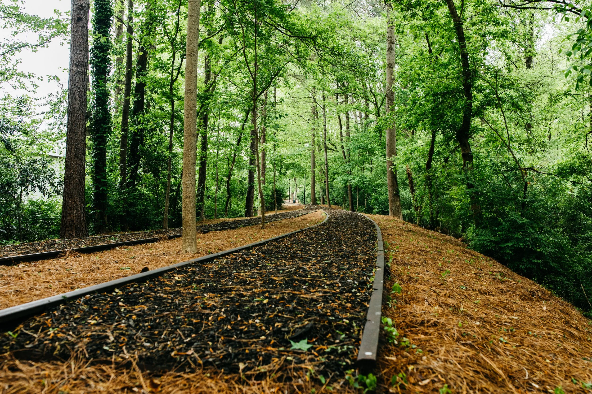 A forest with tall trees, a winding pathway, and train tracks running through the forest floor.