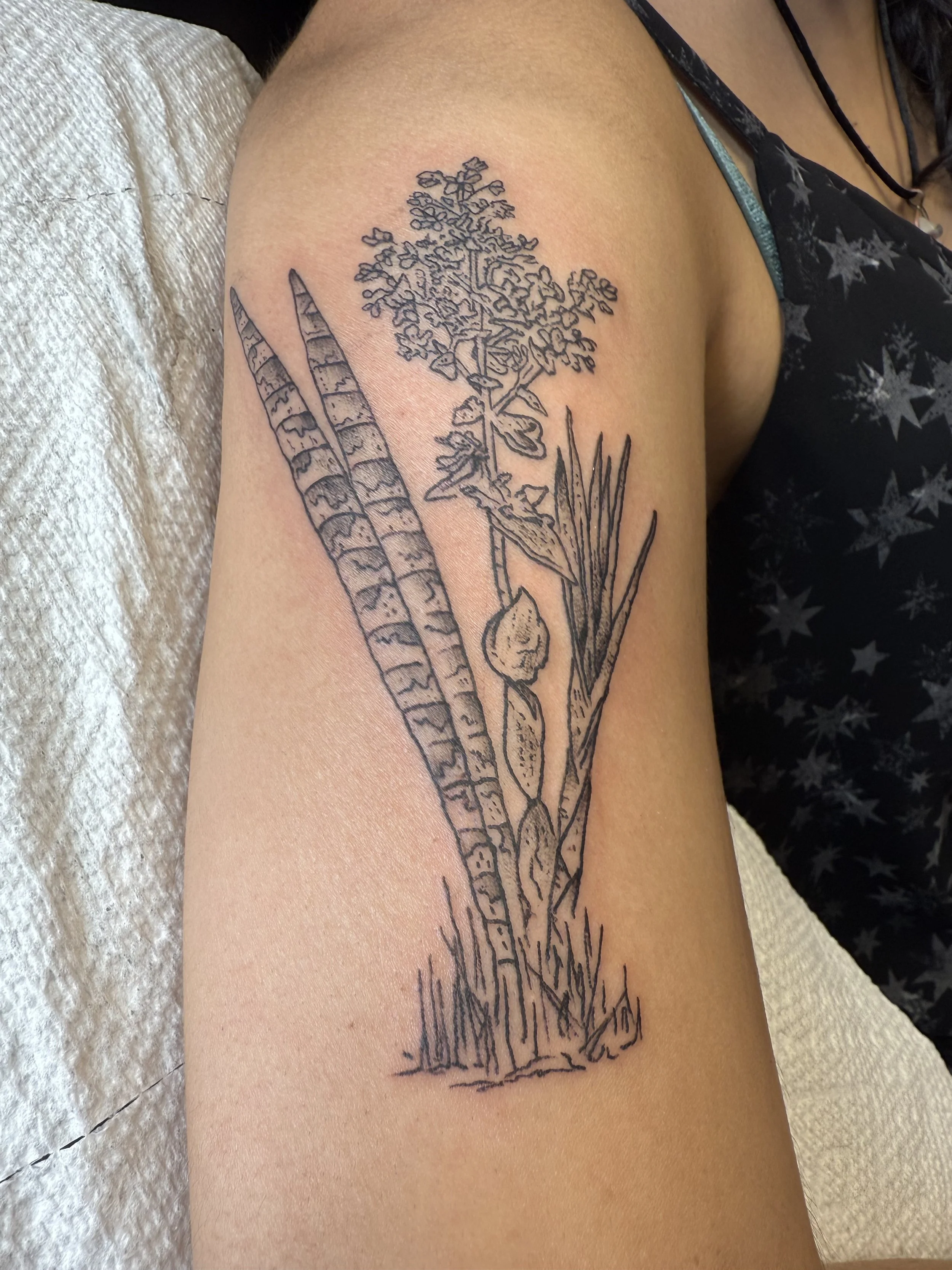 schargelli plant.jpg