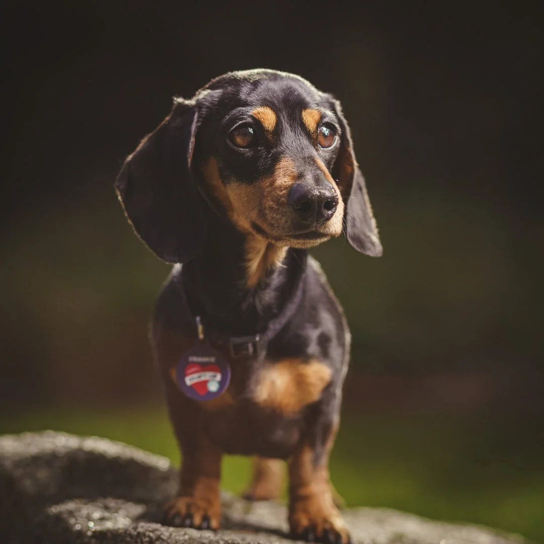 Instagram_Frankie-20190621-A7301351.jpg