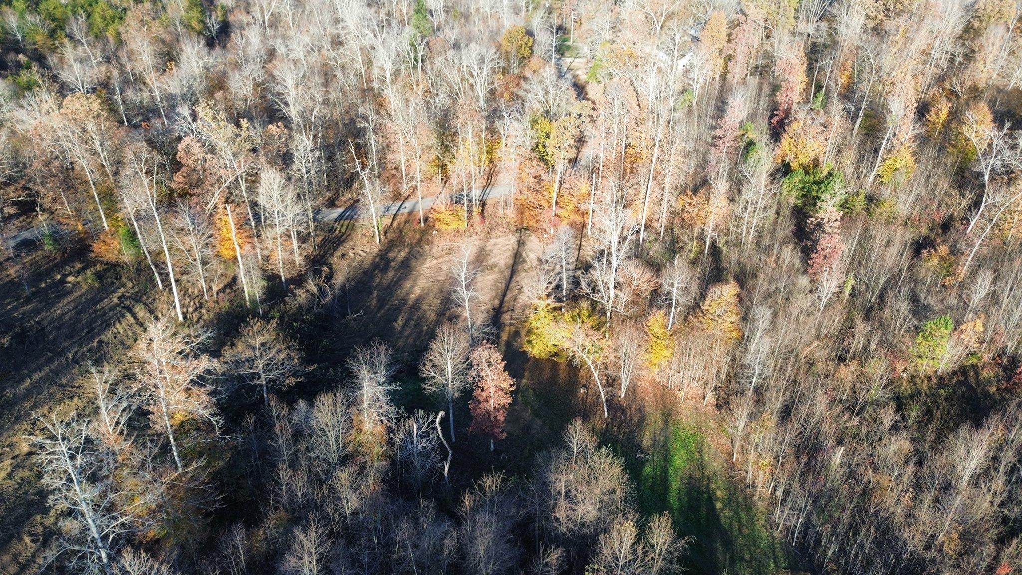 An aerial view of a forest with mostly leafless trees and some evergreens, showing shadows cast by the trees, with a small winding path visible in the middle of the woods.