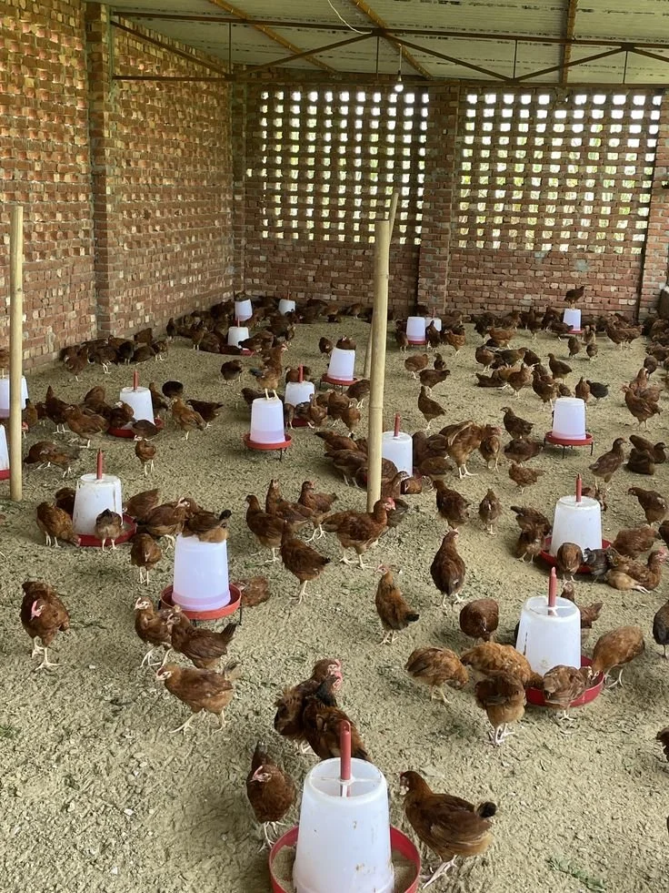 Conception, réalisation et suivi des projets de volaille et porcine