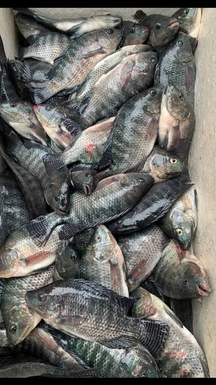 télécharger (42).jfif