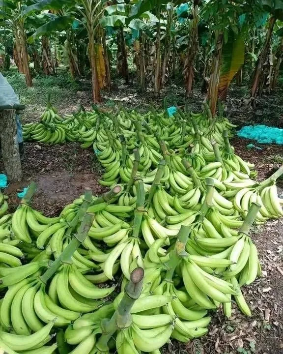 Zootechnician group consulting - Zogroc.jfif