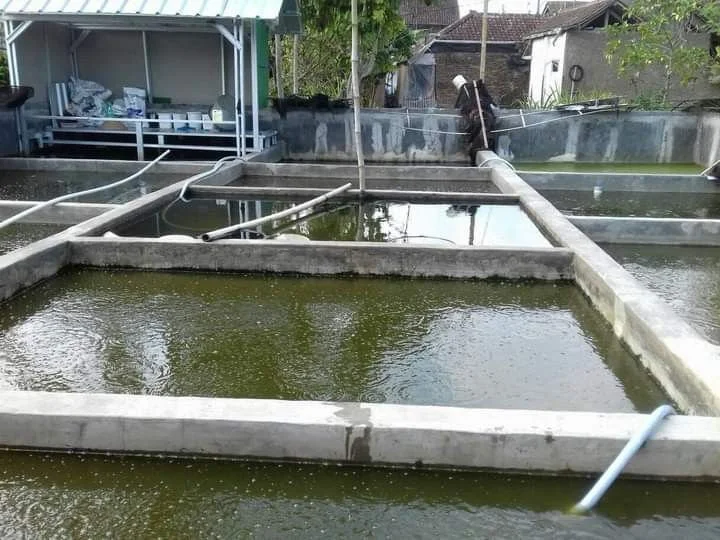 Étude, conception et réalisation et suivi de projets piscicoles ( création de site piscicoles: étangs de tout types, et bacs hors sol).