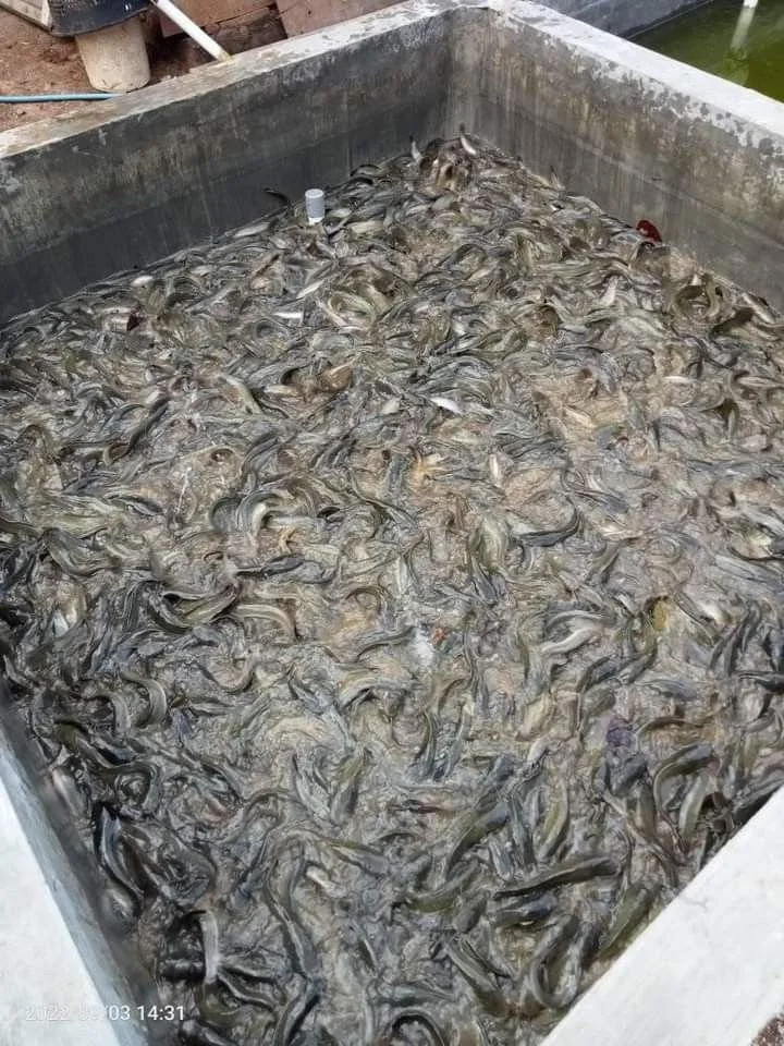 Commercialisation de poisson de table d'eau    douce : silure,tilapia,carpe,poisson vipère kanga...