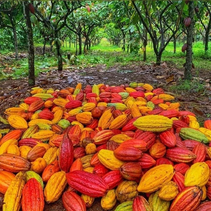 Production et commercialisation de produits agricoles : cacao, banane plantain,  palmier à huile, manioc, macabo...