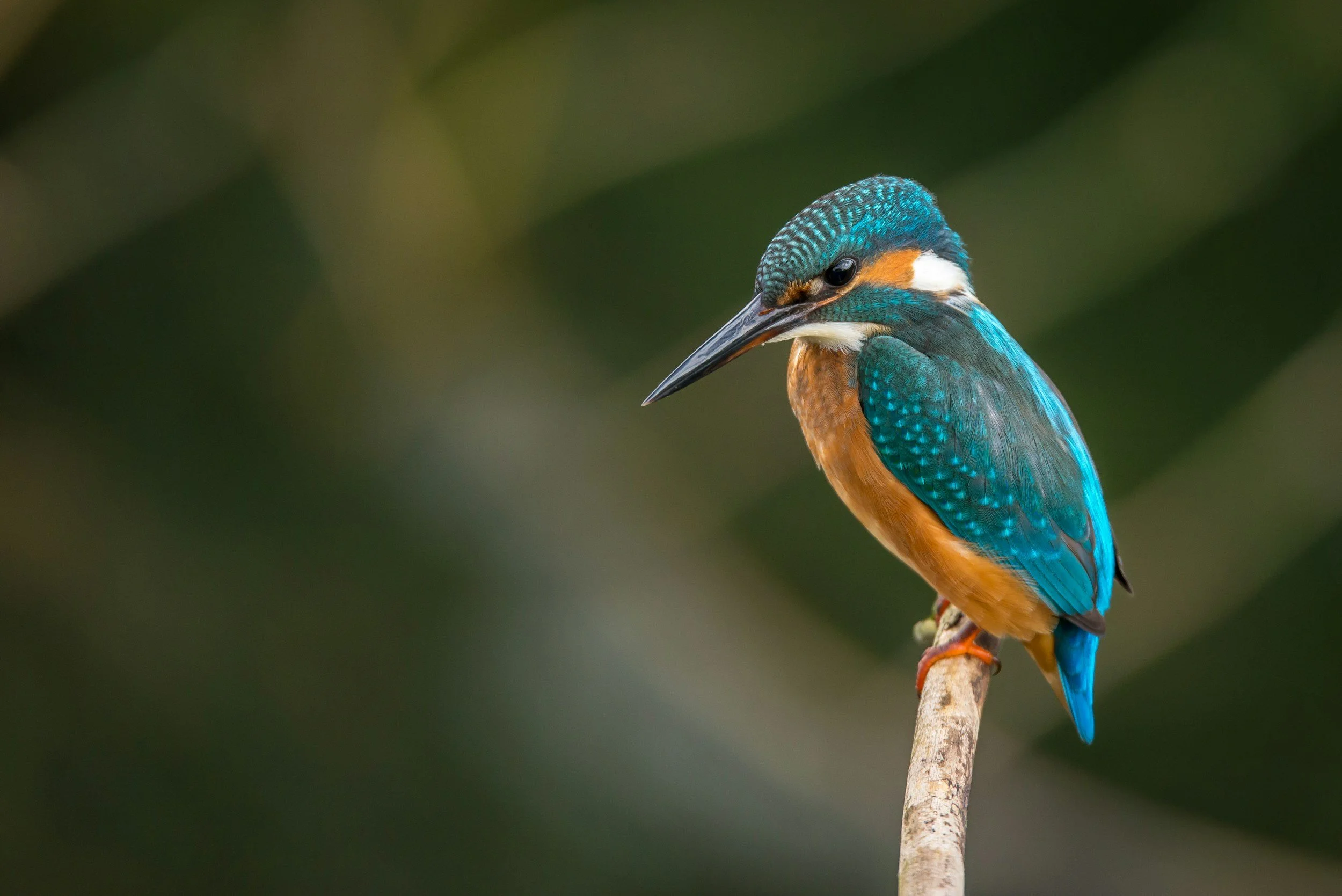 A colorful kingfisher bird perched on a branch, with blue, orange, and white feathers, and a dark background.