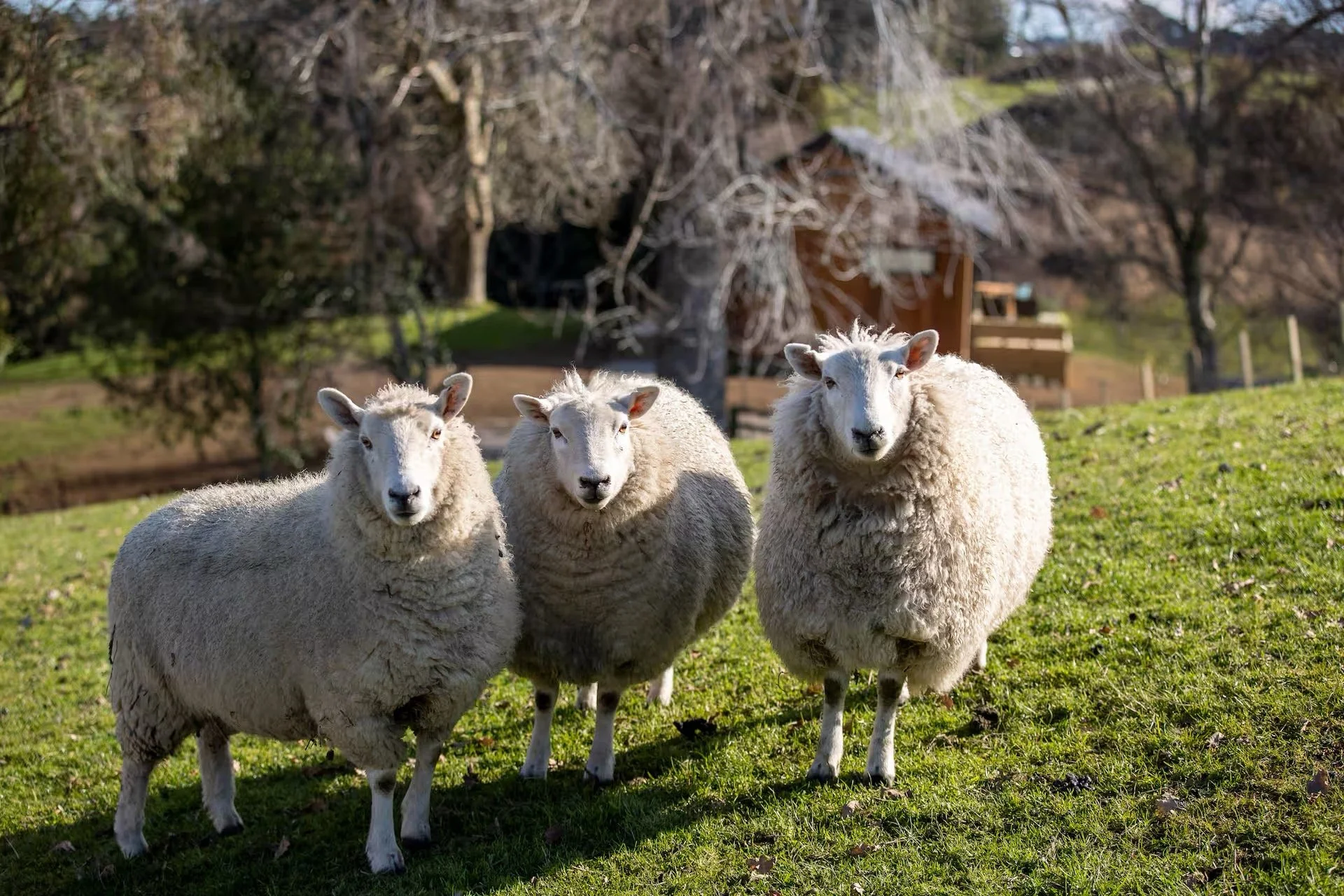 Three sheep with white wool coats standing on a grassy field, with a backdrop of trees and a wooden structure.