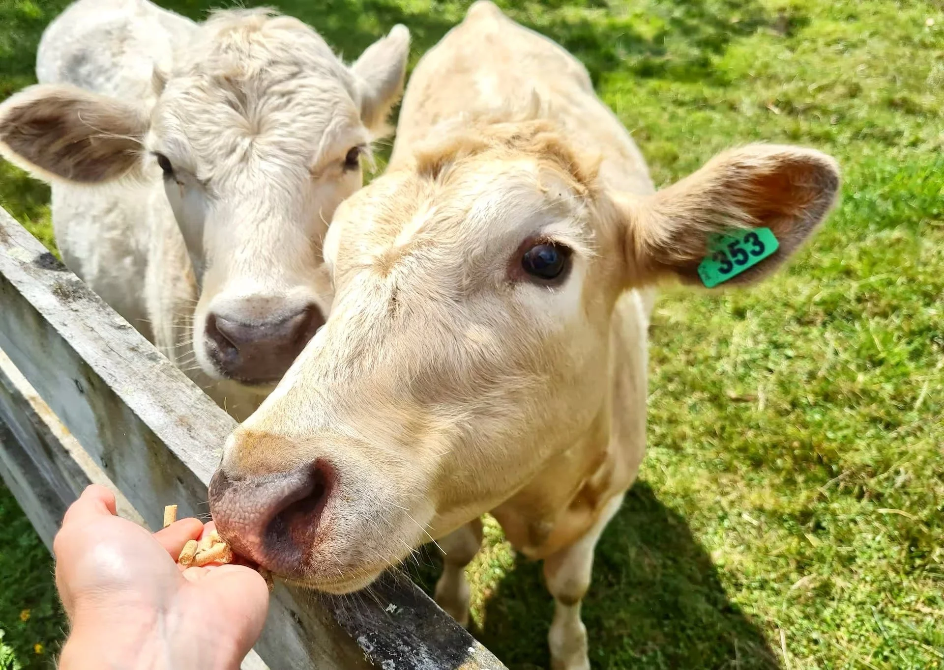 Two young calves, one with a blue ear tag, being fed animal pellets through a wooden fence on a grassy field.