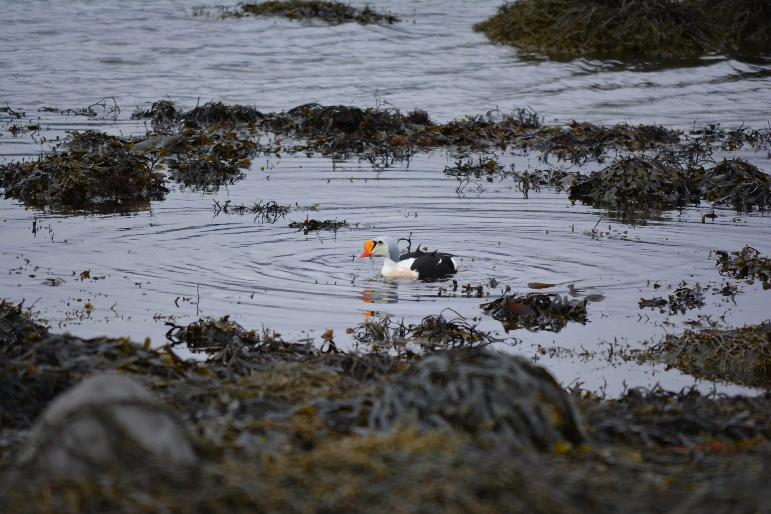 A duck swimming in the water near a rocky shoreline covered with seaweed