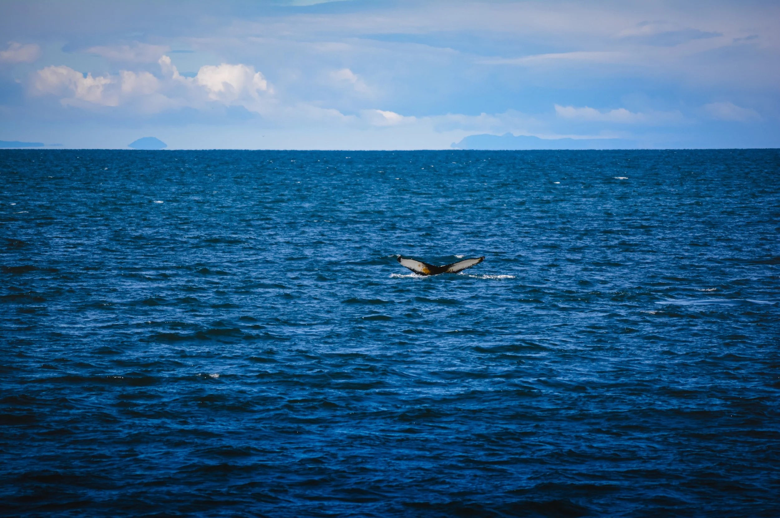 A whale breaching the ocean surface with its tail visible above the water, distant islands on the horizon, and partly cloudy sky.