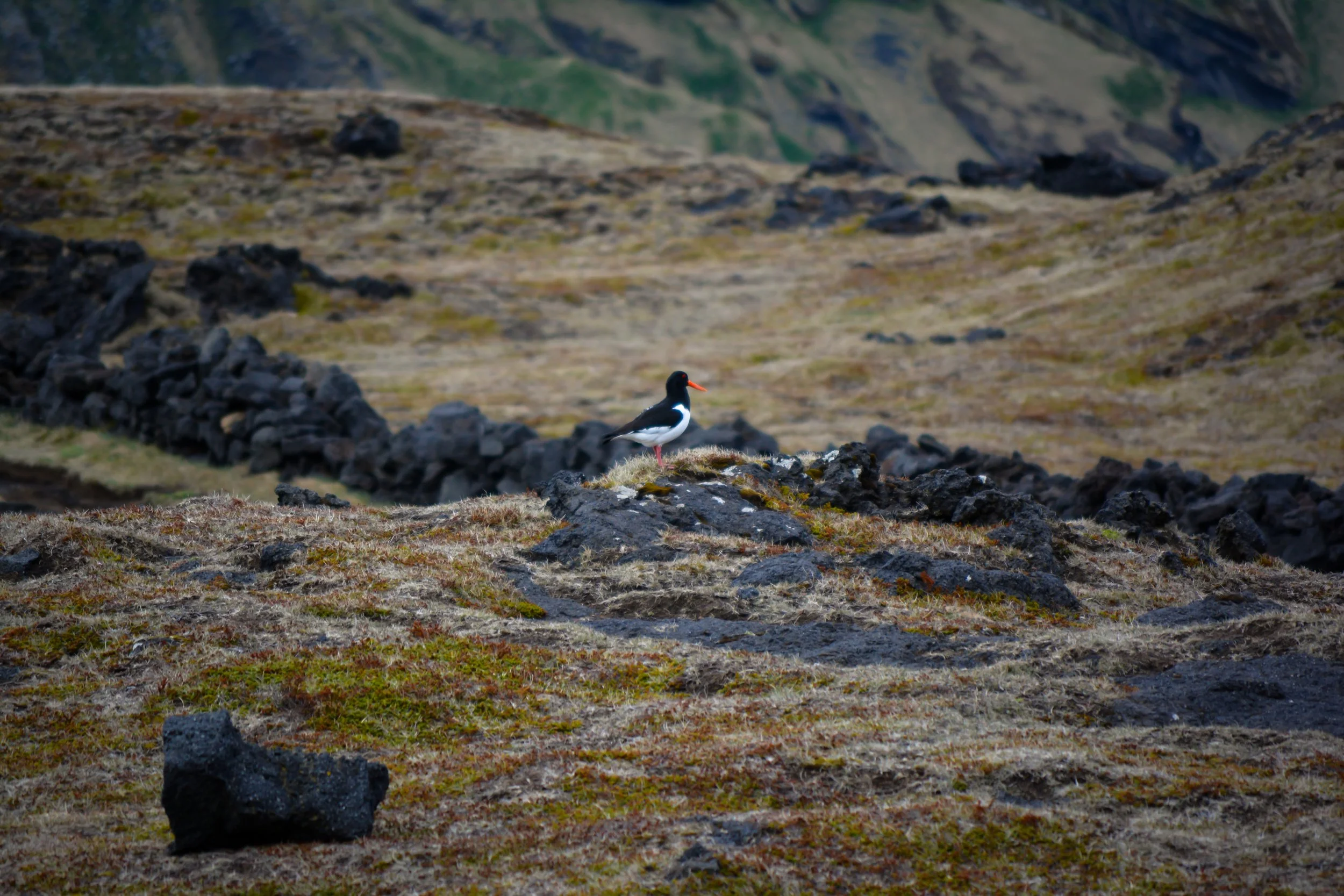 A bird with black and white plumage, red beak, and red legs standing on a patch of mossy ground, in a rocky, barren landscape with volcanic rocks.
