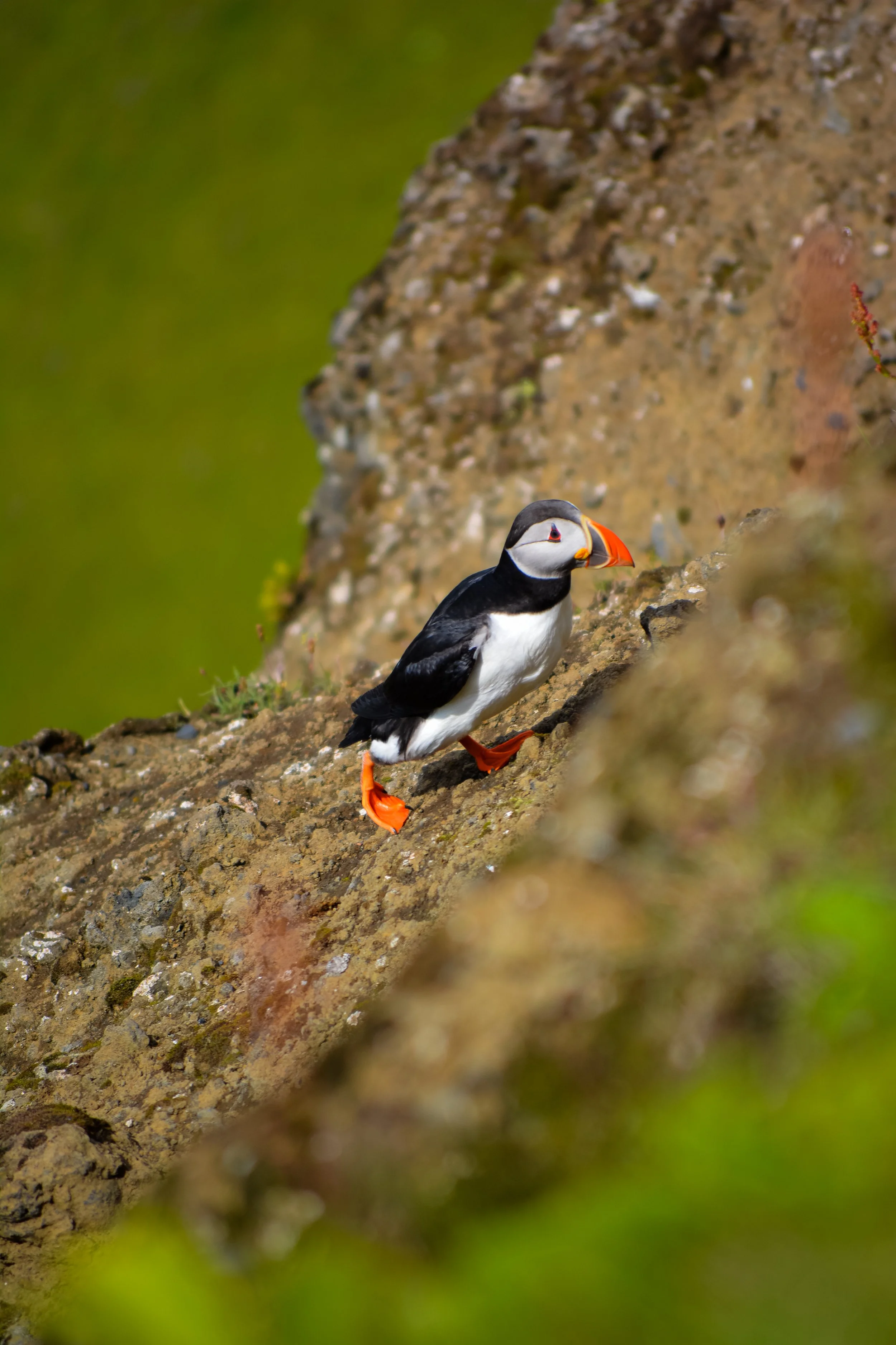 A puffin with black and white plumage, orange beak and feet, standing on a rocky surface with a blurred green background.