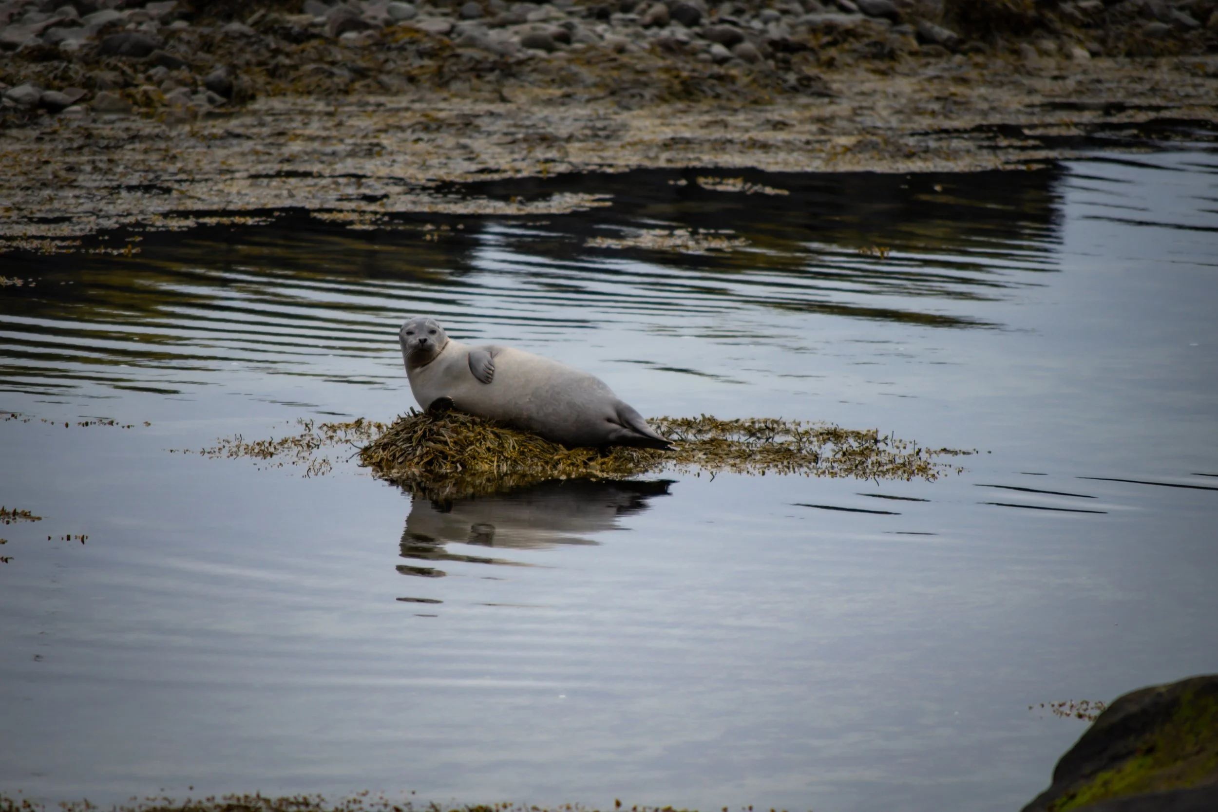 A seal resting on a rock near water, with the water reflecting the seal.