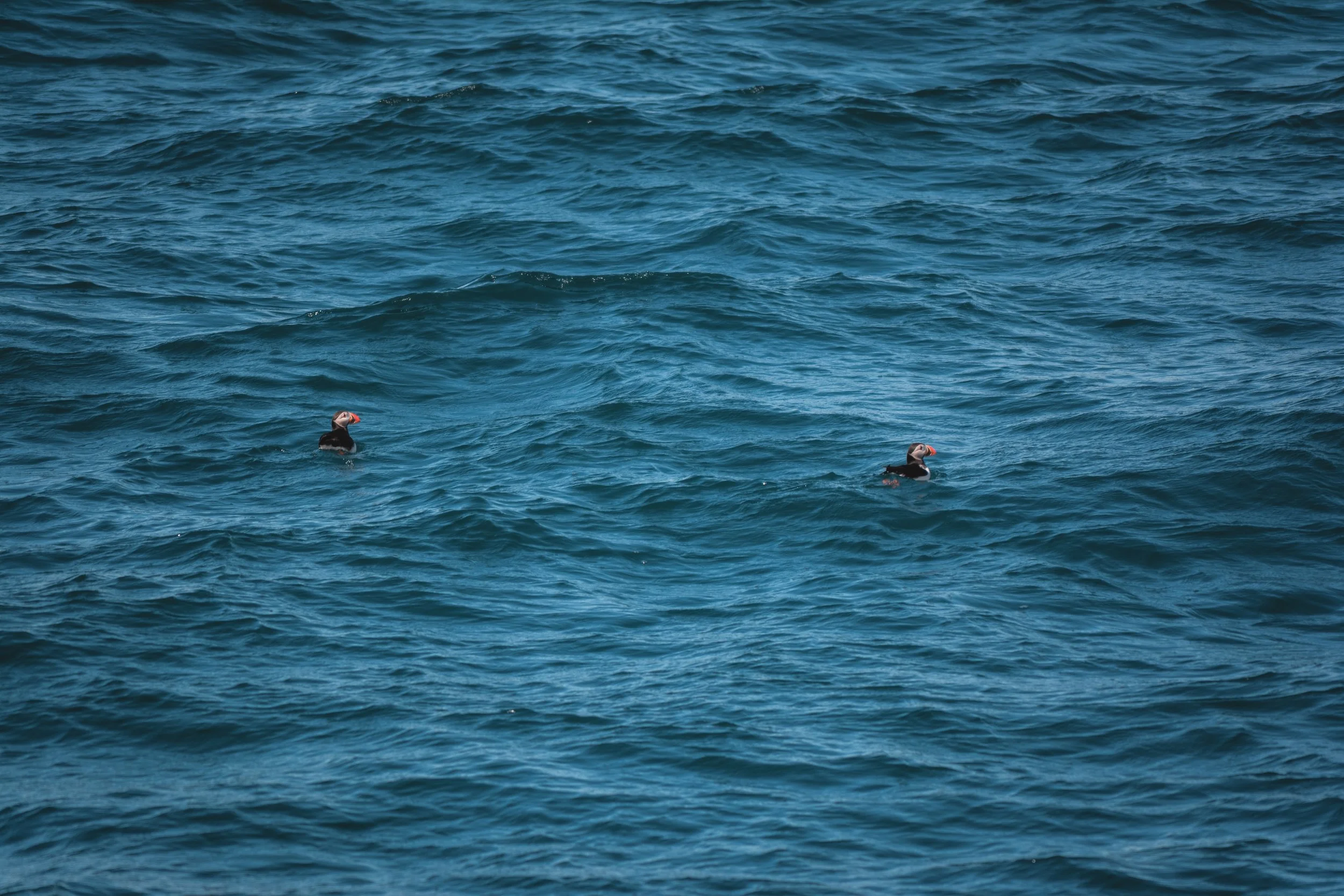 Two puffins swimming in the ocean.