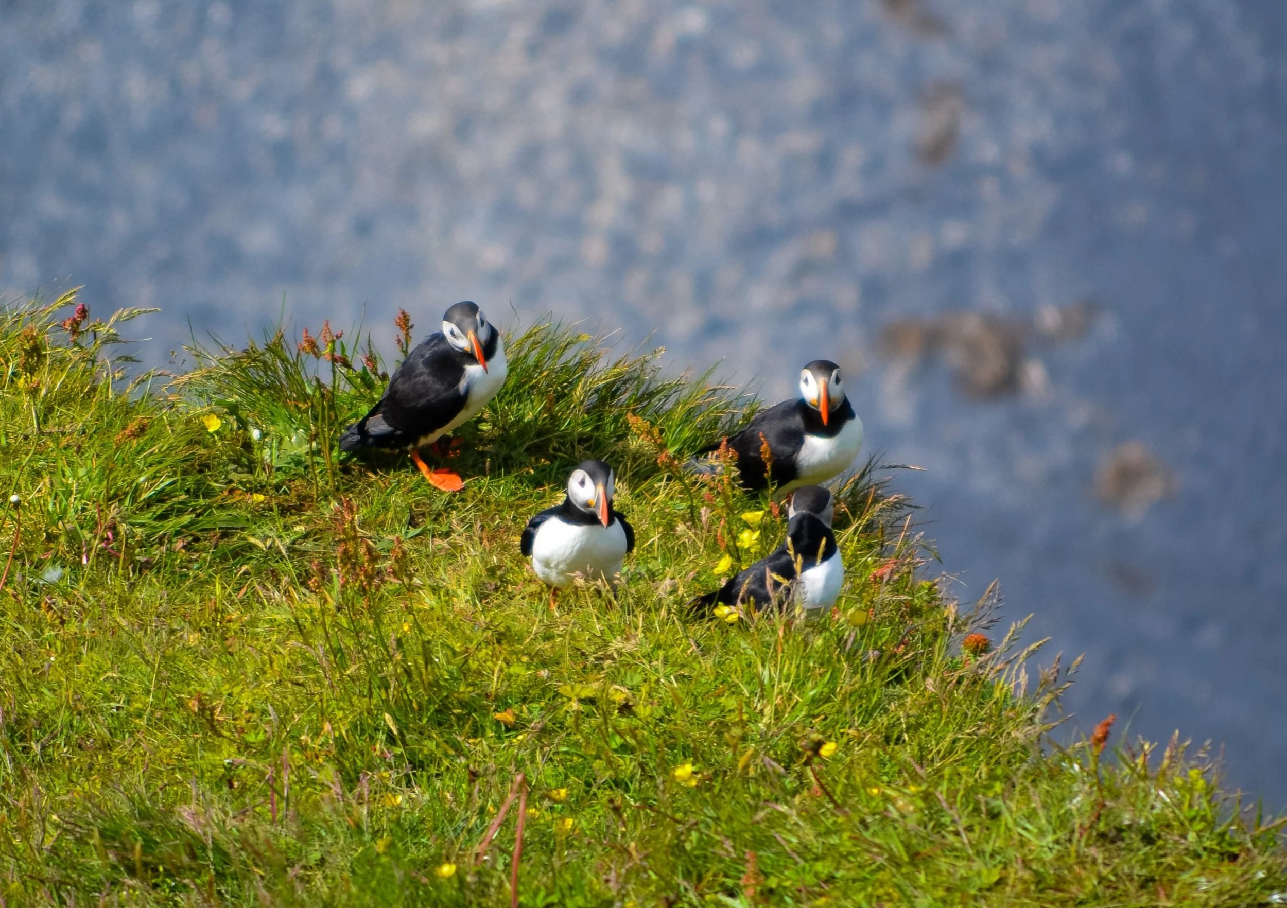 A group of five puffins standing on a grassy cliffside with some small flowers, overlooking the ocean.