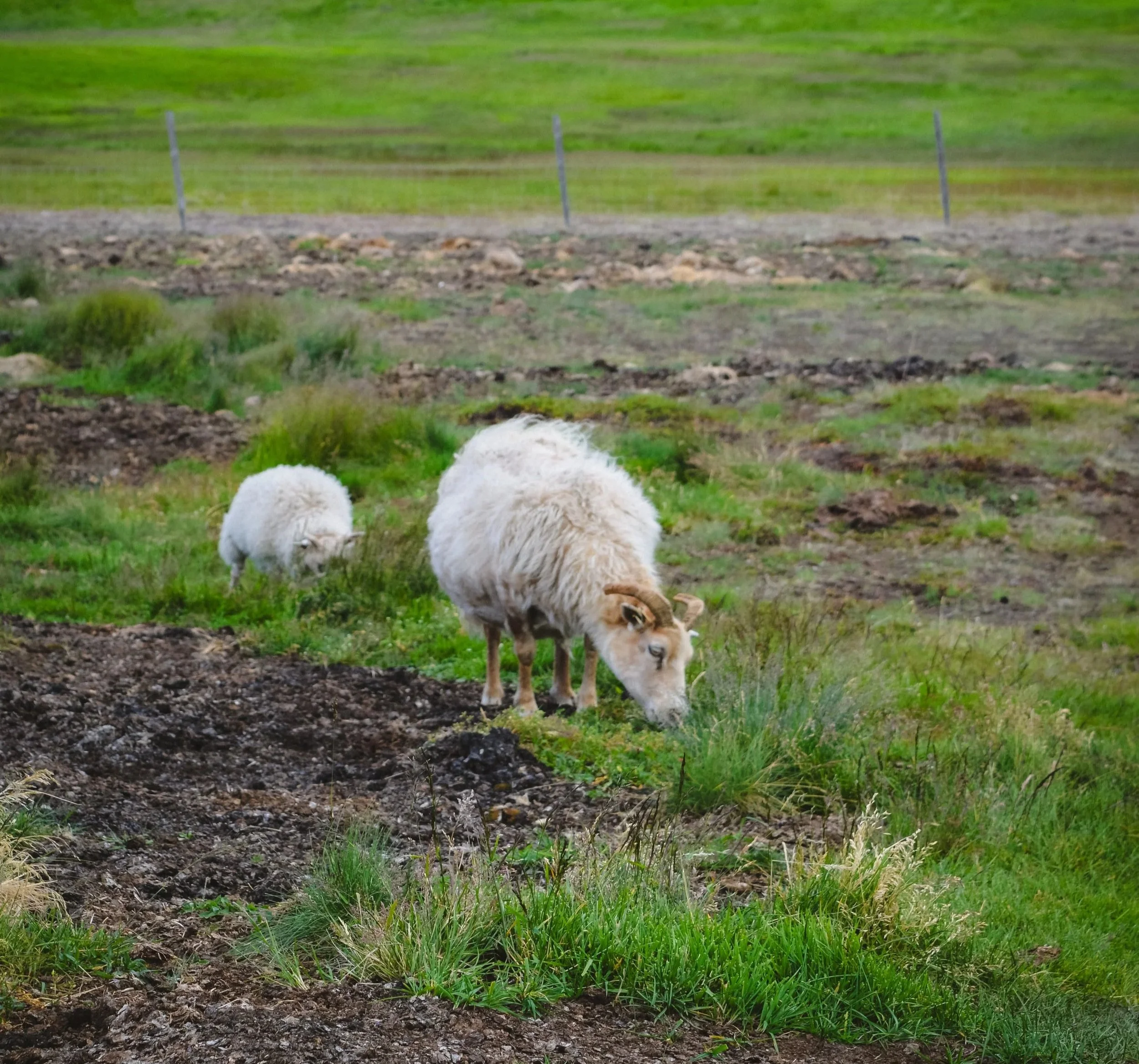 Two sheep grazing on green grass in a field with a fence in the background.
