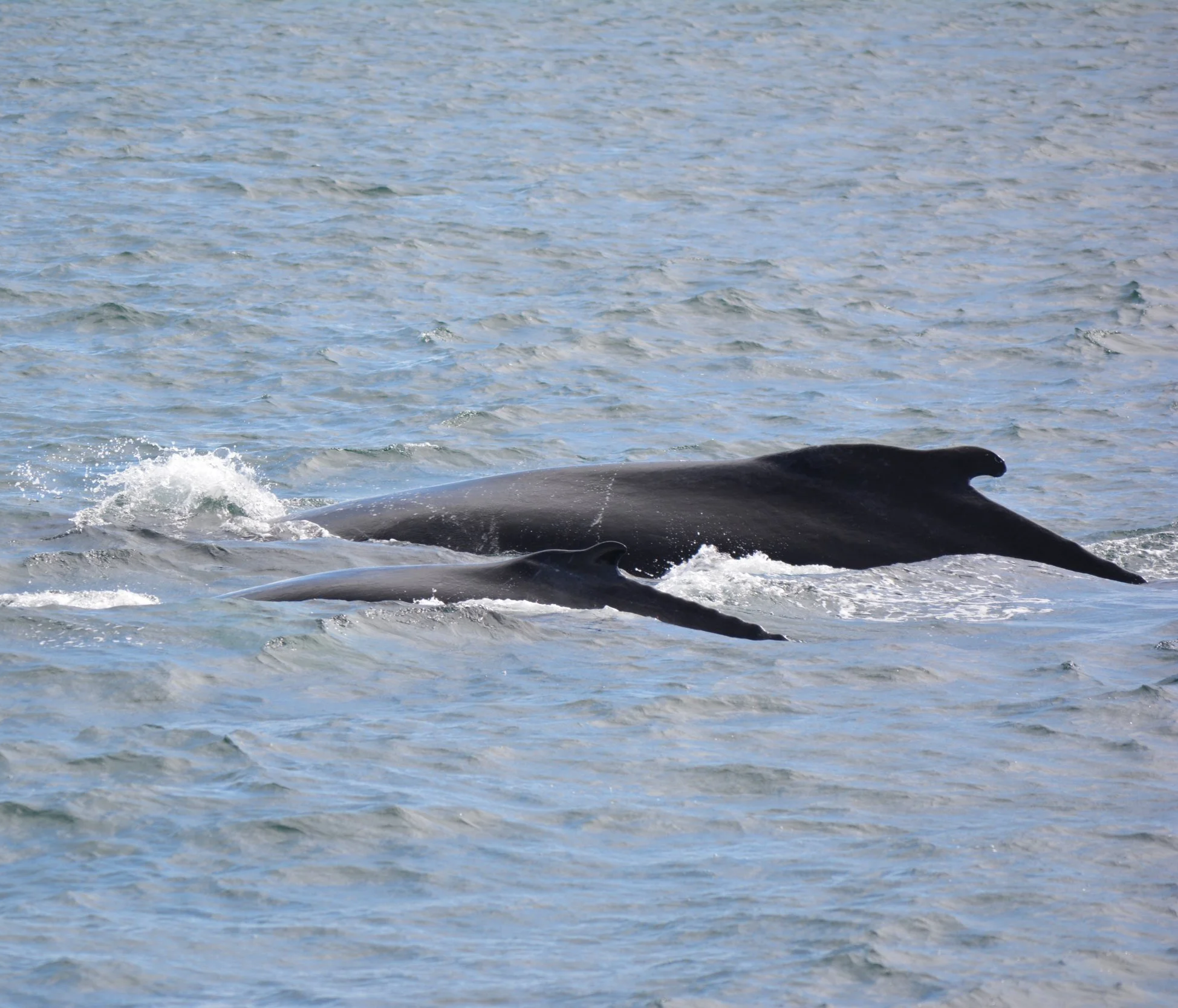 Two whales swimming in the ocean, visible partially above the water surface.
