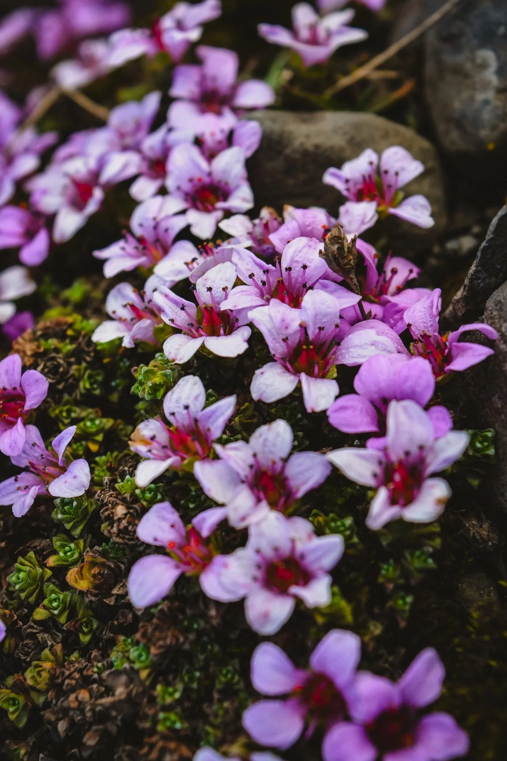 Close-up of small purple and white flowers growing among rocks and soil, with a bee on one of the flowers.