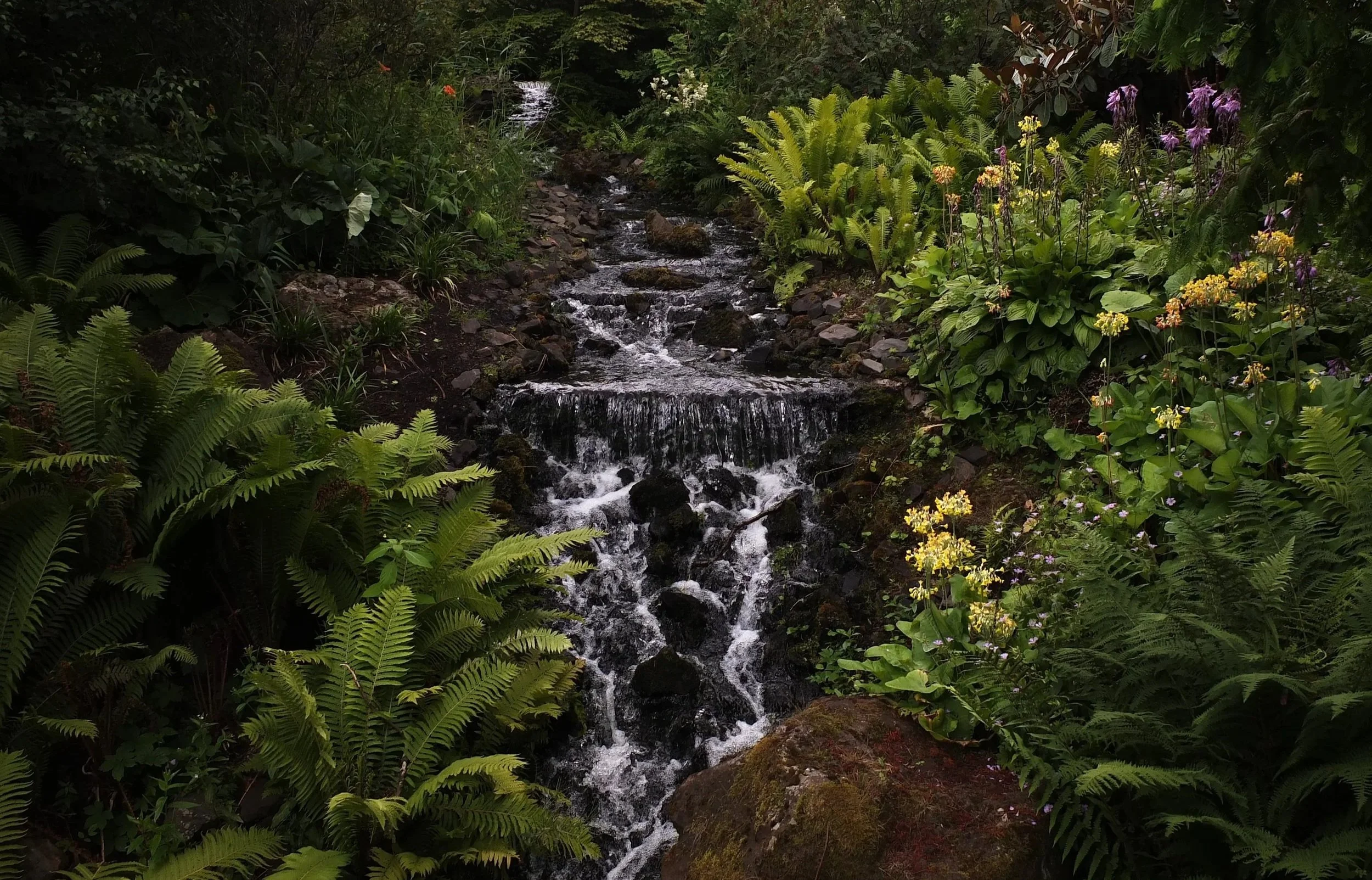 A small, rocky waterfall flowing through a lush, green forest with ferns and flowering plants on both sides.