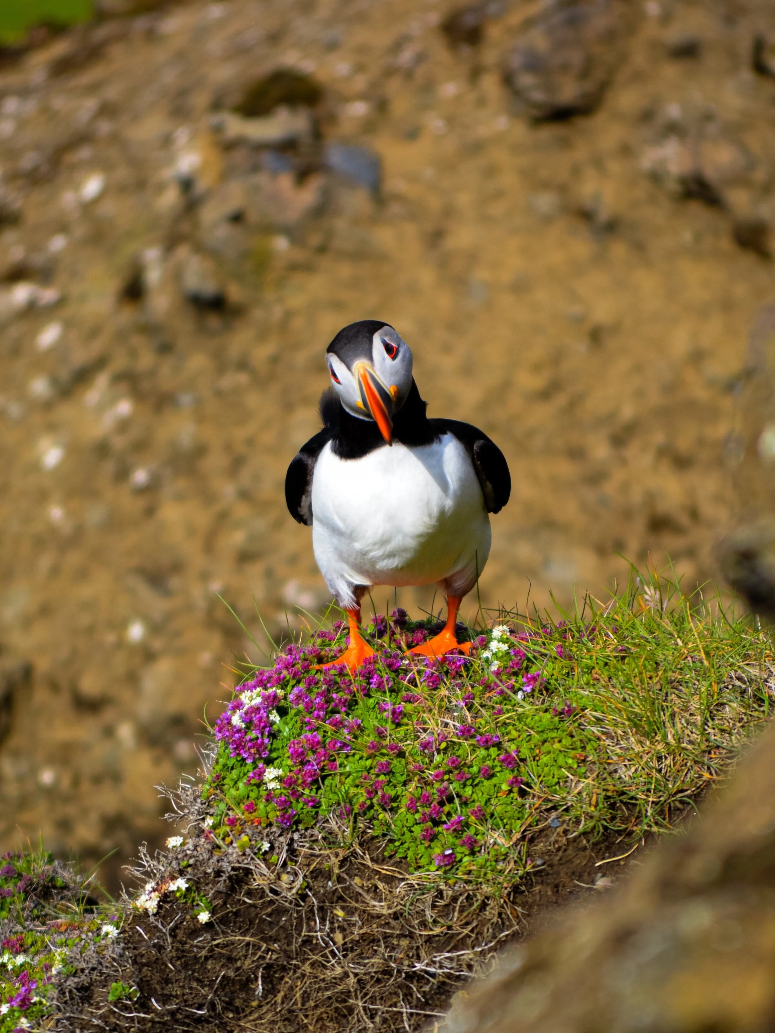 A puffin bird standing on a grassy patch of land with purple and white flowers, with a rocky, earthy background.