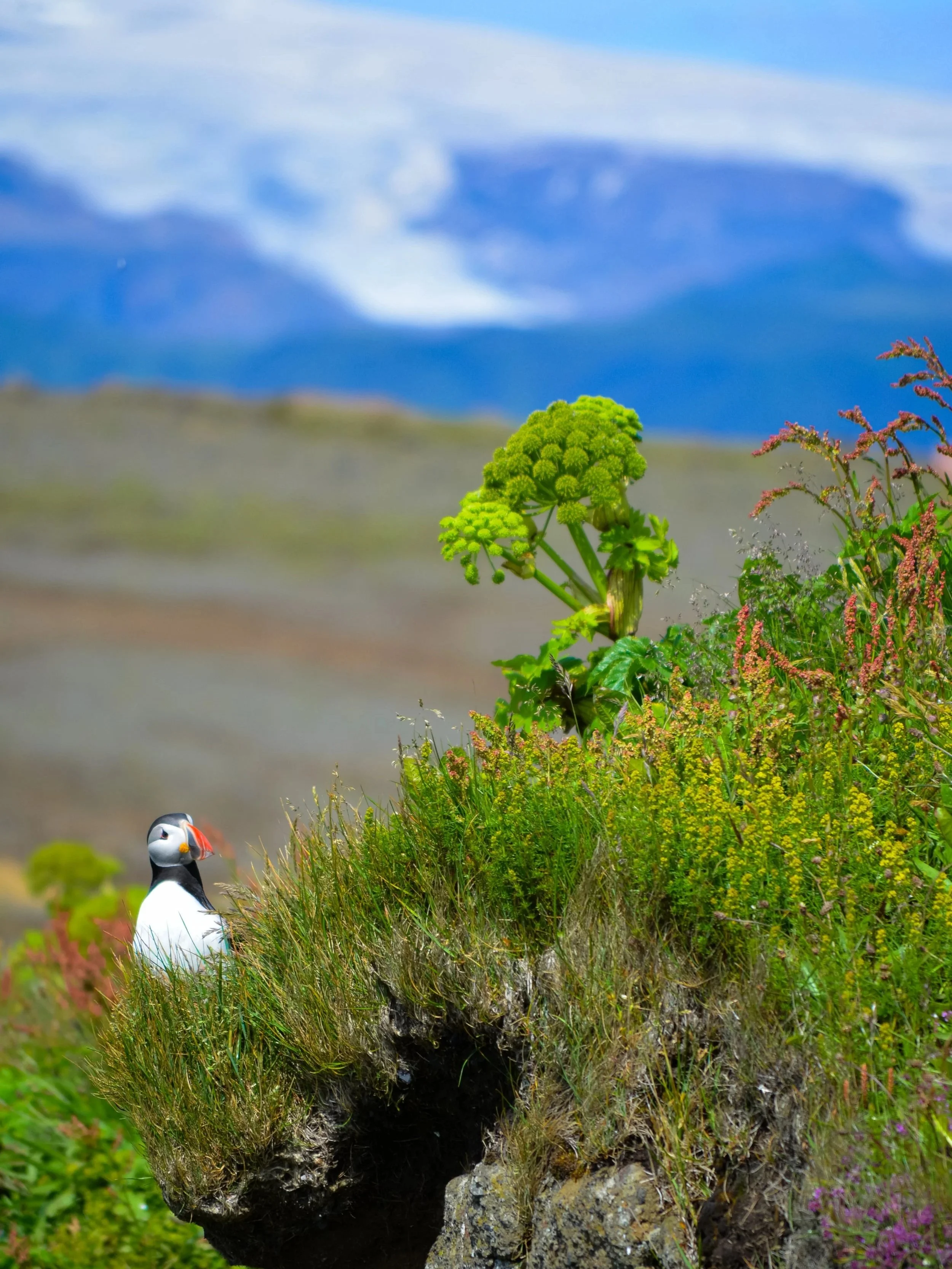 A puffin bird standing among colorful wildflowers and grasses on a rocky cliff, with snow-capped mountains in the background.