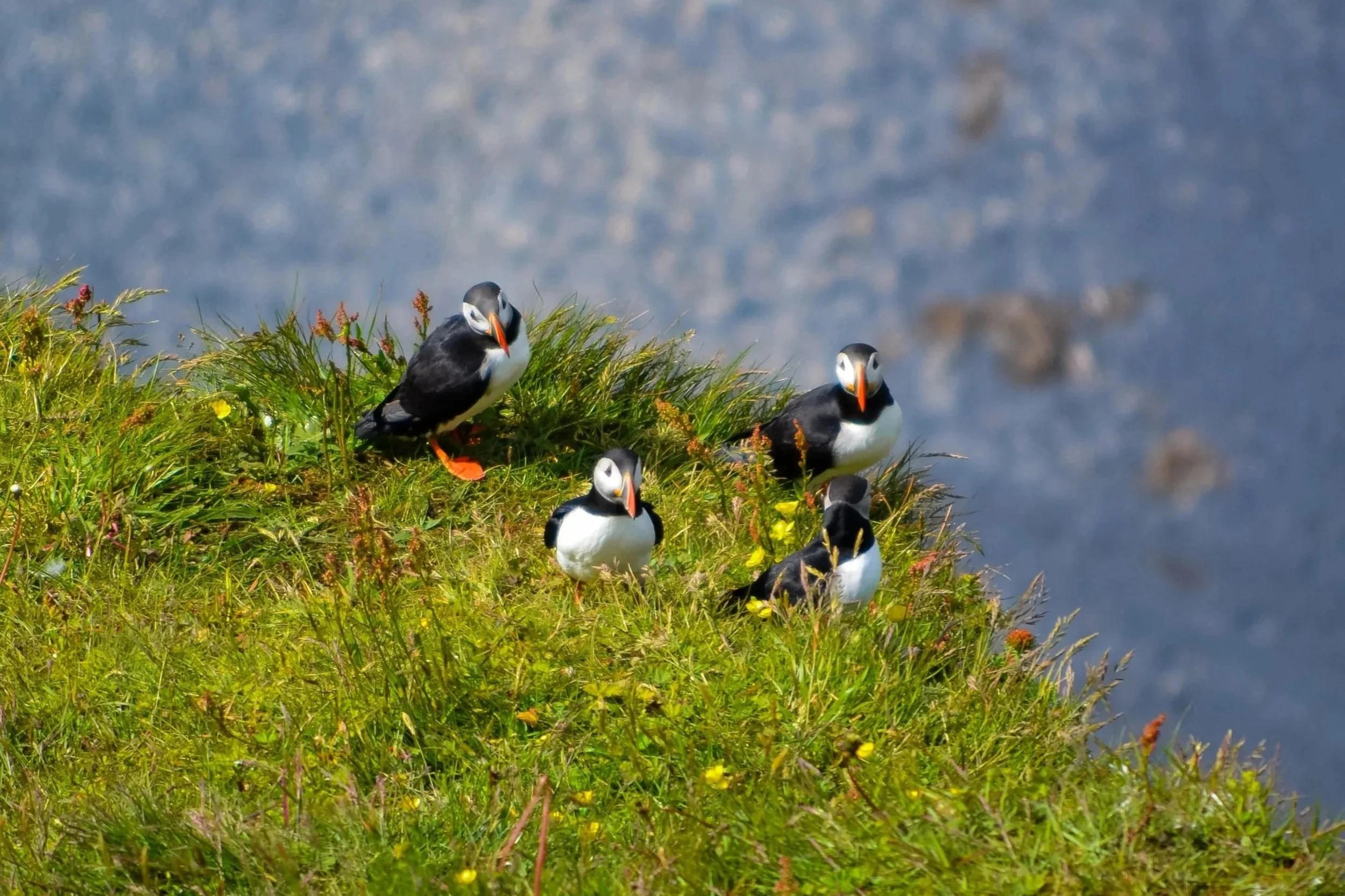 A group of five puffins standing on a grassy cliffside with some small flowers, overlooking the ocean.