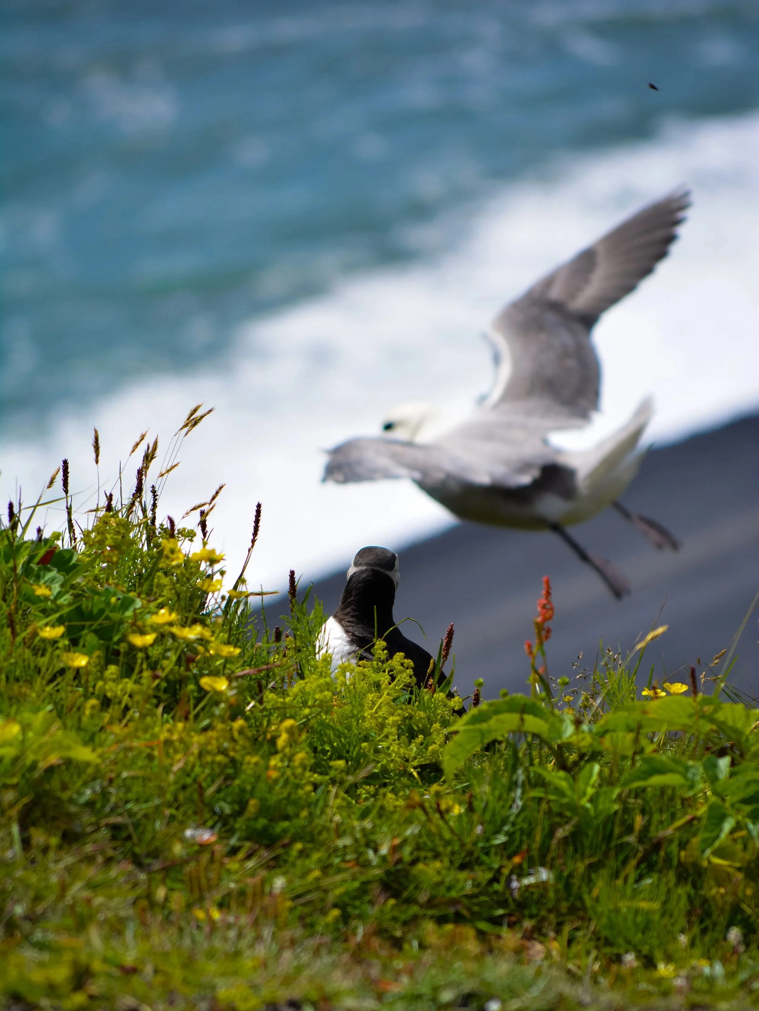 Seagull taking off near a black and white bird on a grassy, flowering shoreline with the ocean in the background.