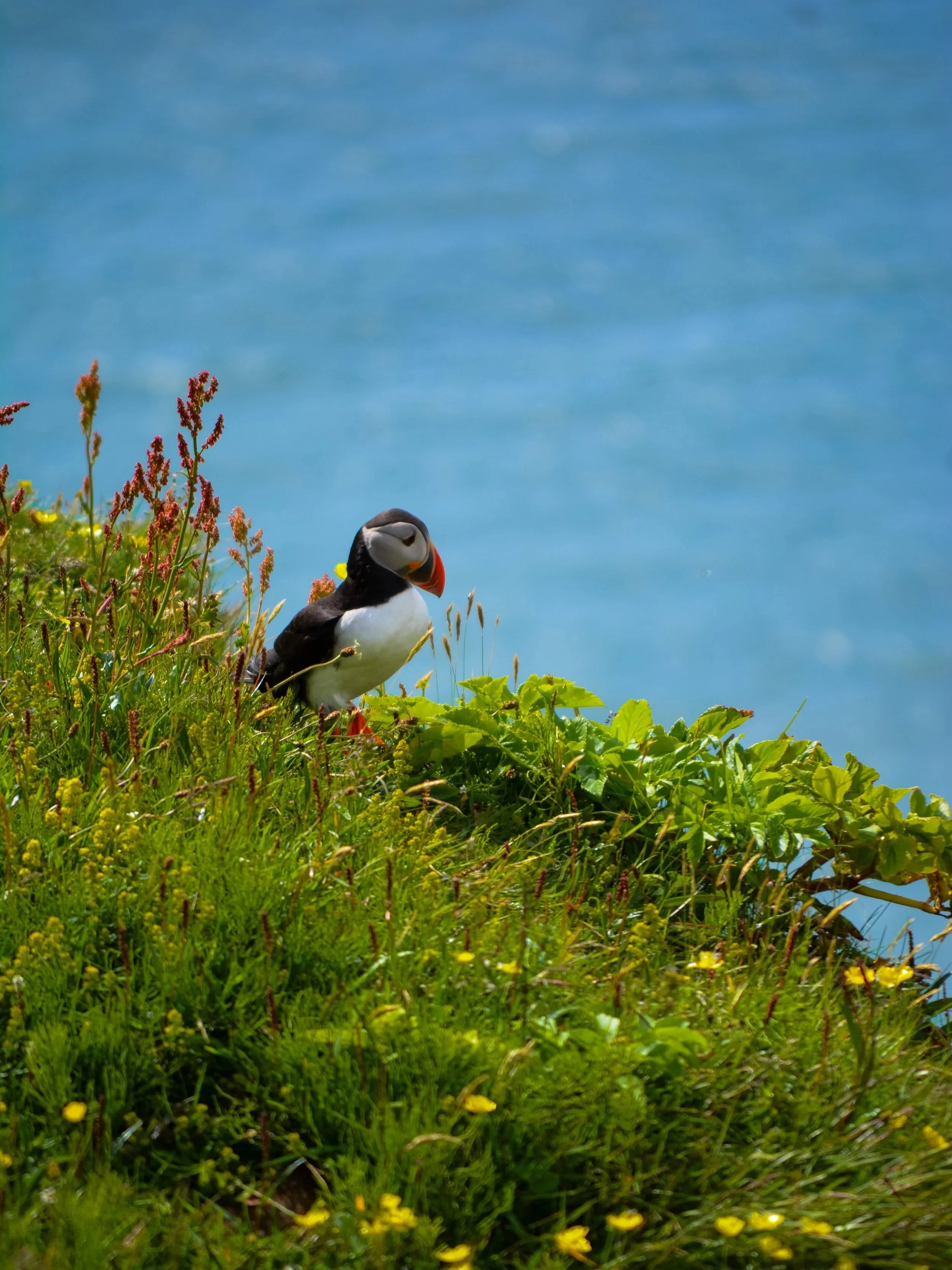 A puffin bird standing on grassy cliffside with wildflowers and green leaves, overlooking a blue ocean.
