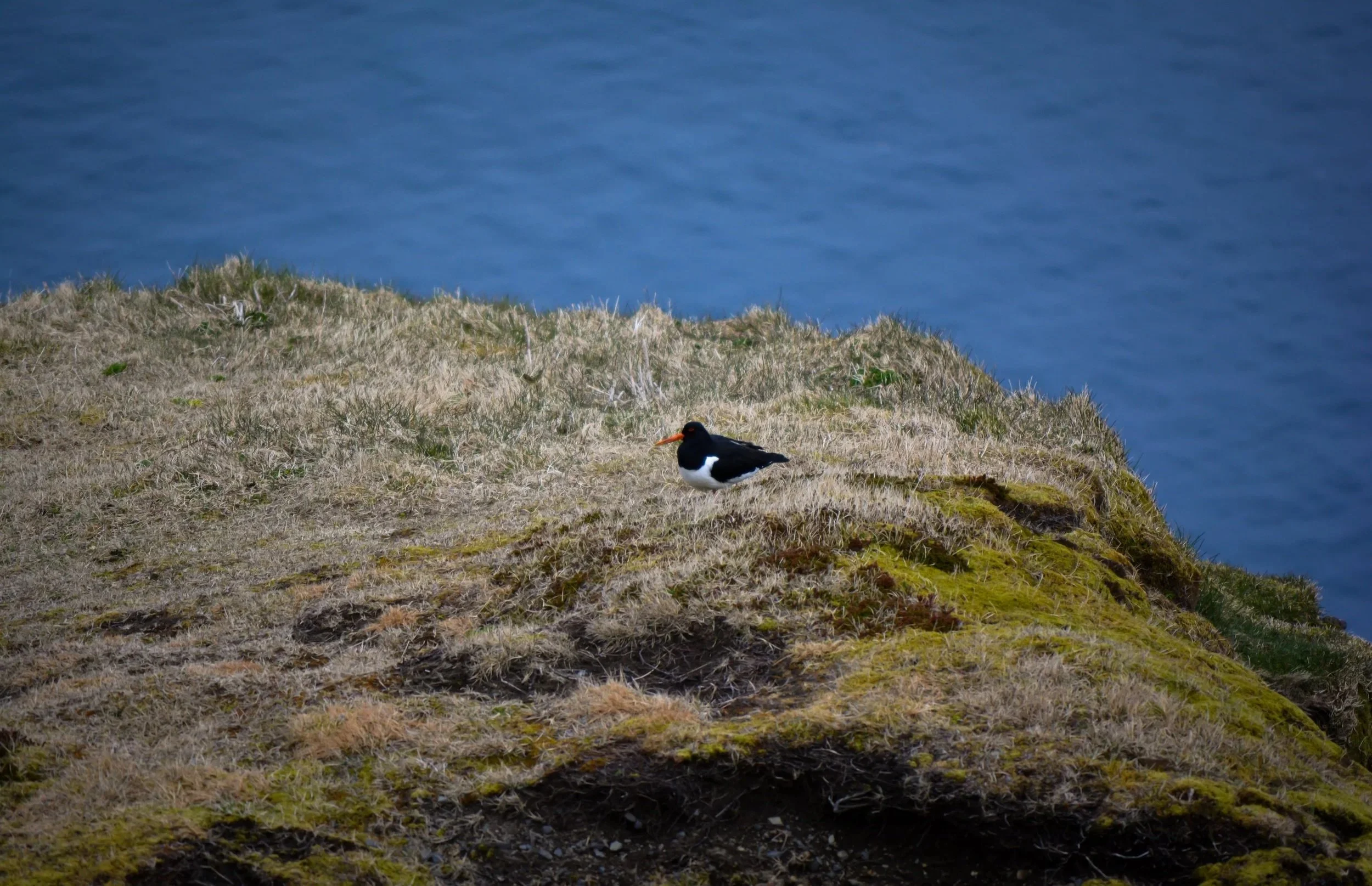 A solitary bird with black and white feathers and an orange beak sitting on grassy terrain near water.