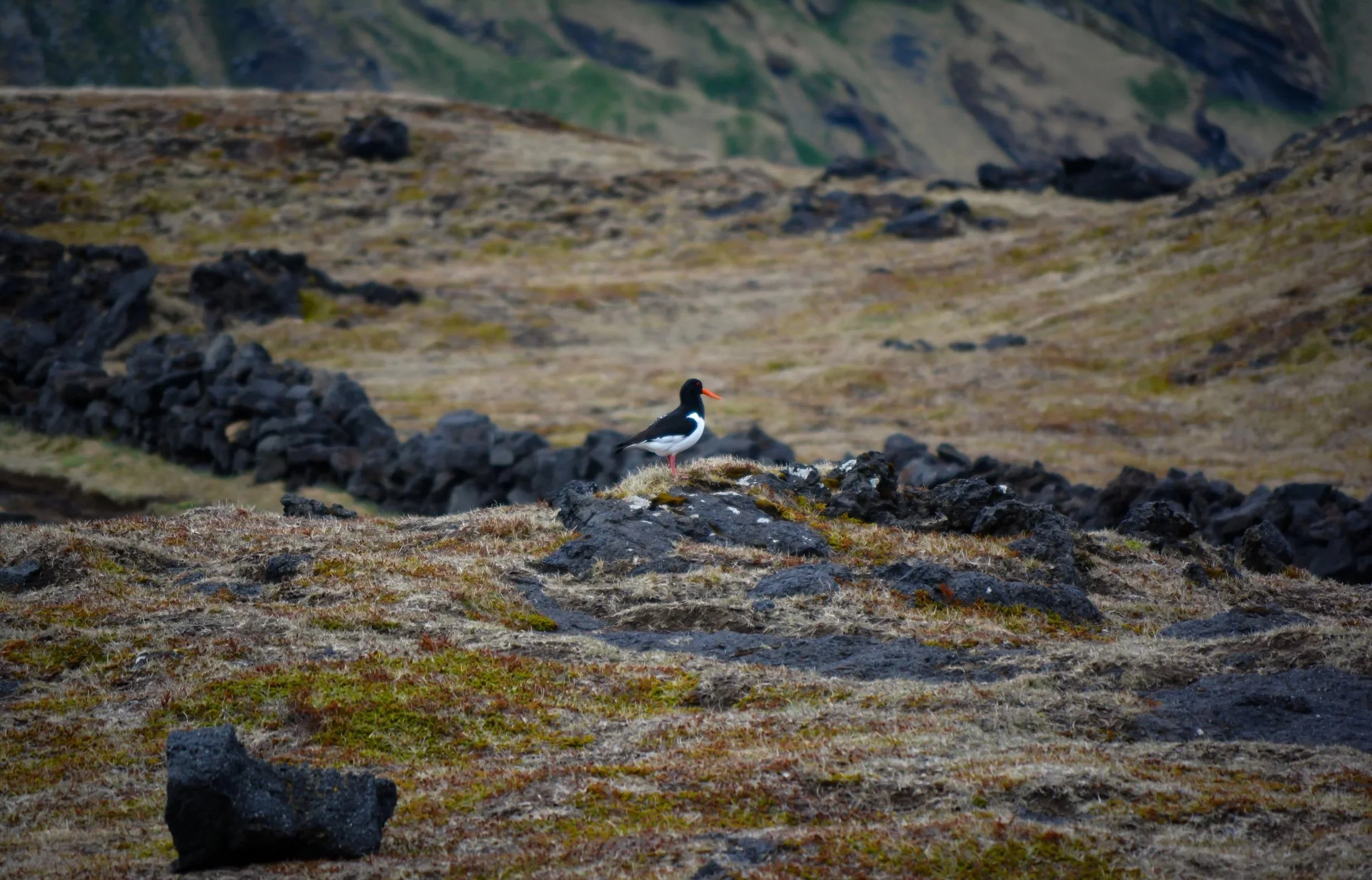A bird with black and white plumage, red beak, and red legs standing on a patch of mossy ground, in a rocky, barren landscape with volcanic rocks.