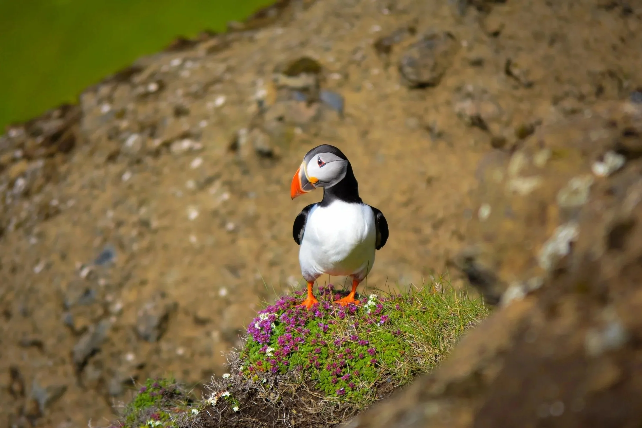 A puffin stands on a patch of green grass with pink and white flowers, against a rocky background.