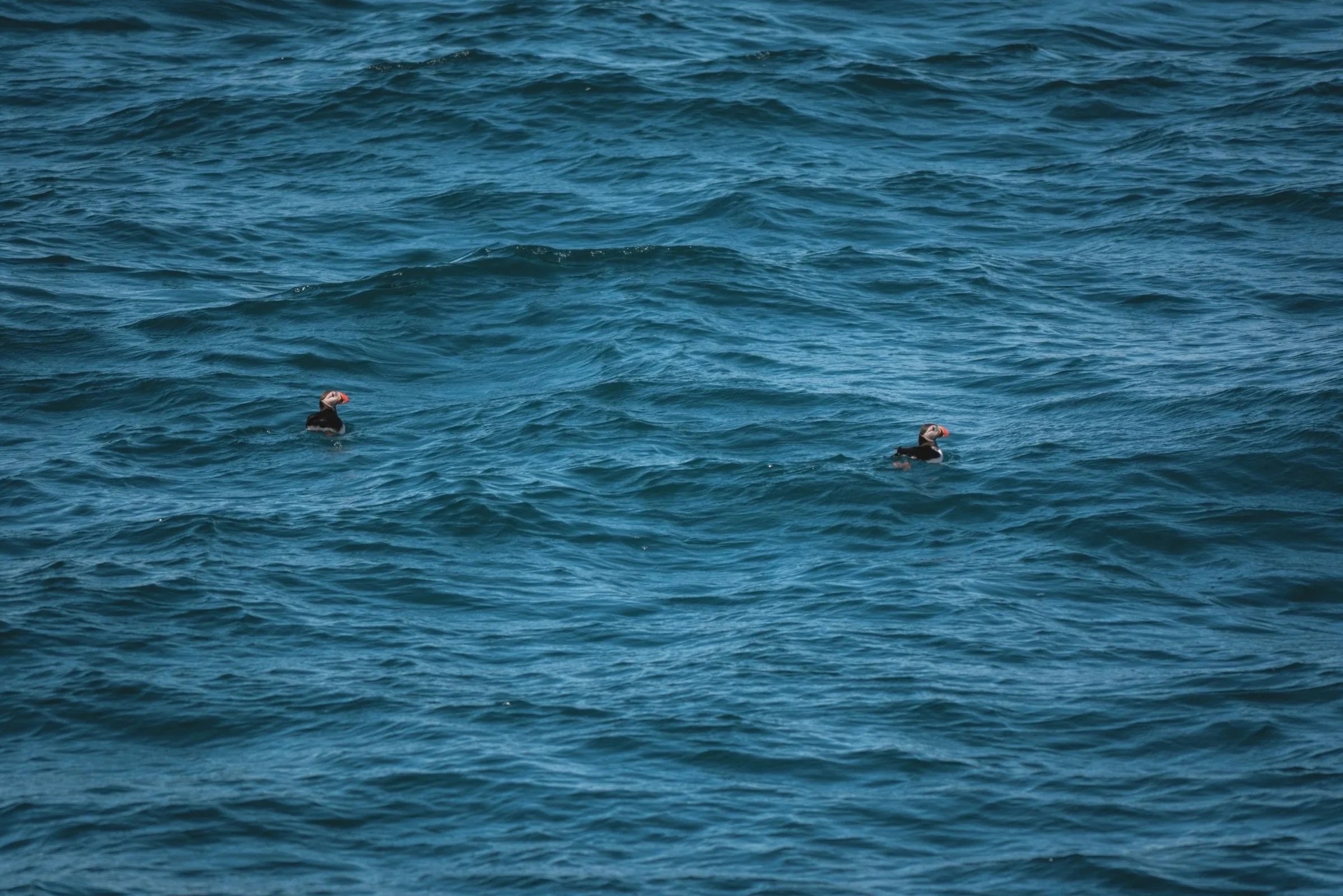 Two puffins swimming in the ocean.