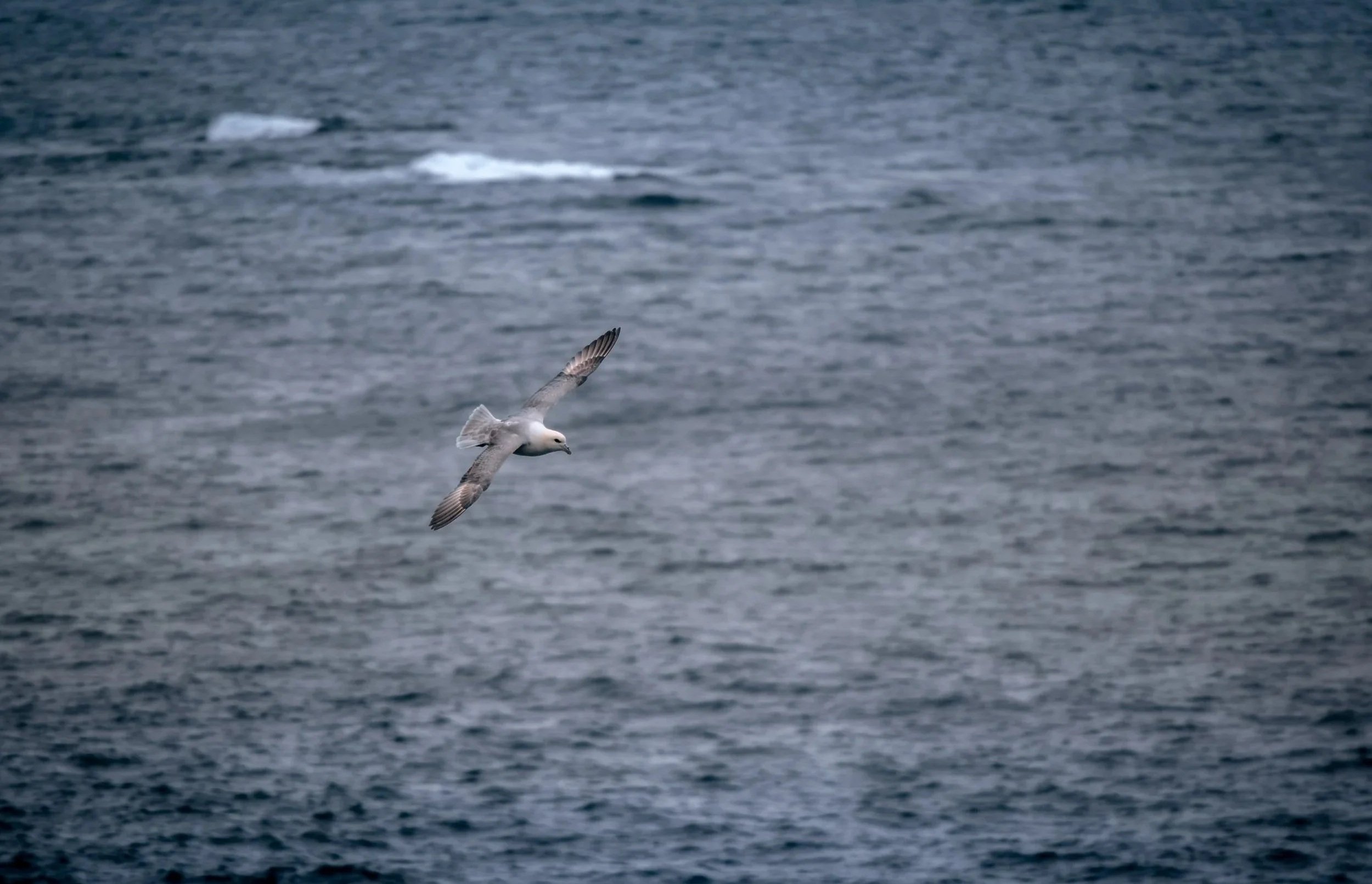 A seagull flying over a calm ocean with small waves and distant ice chunks.