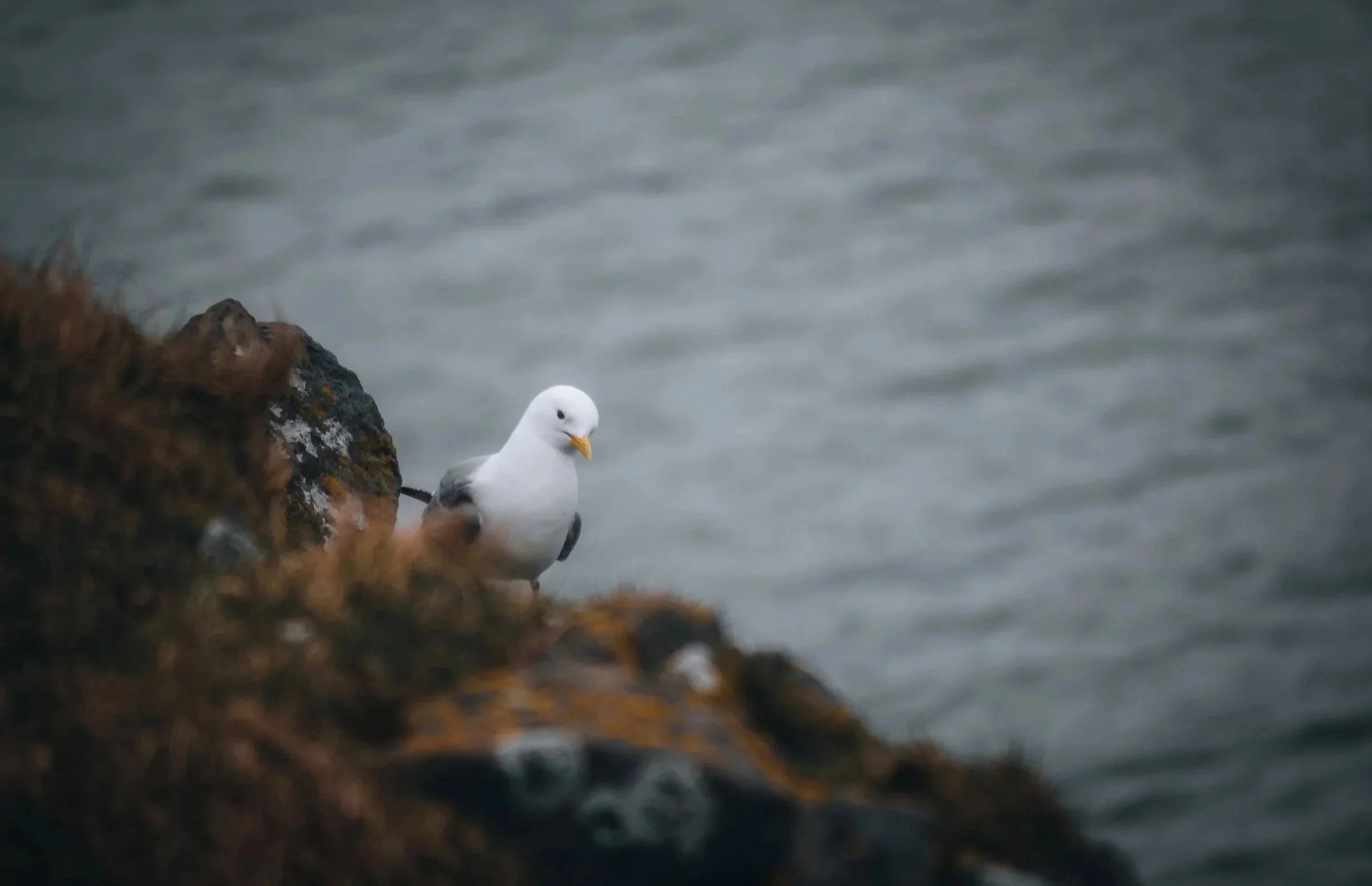 Seagull perched on rocks near water.