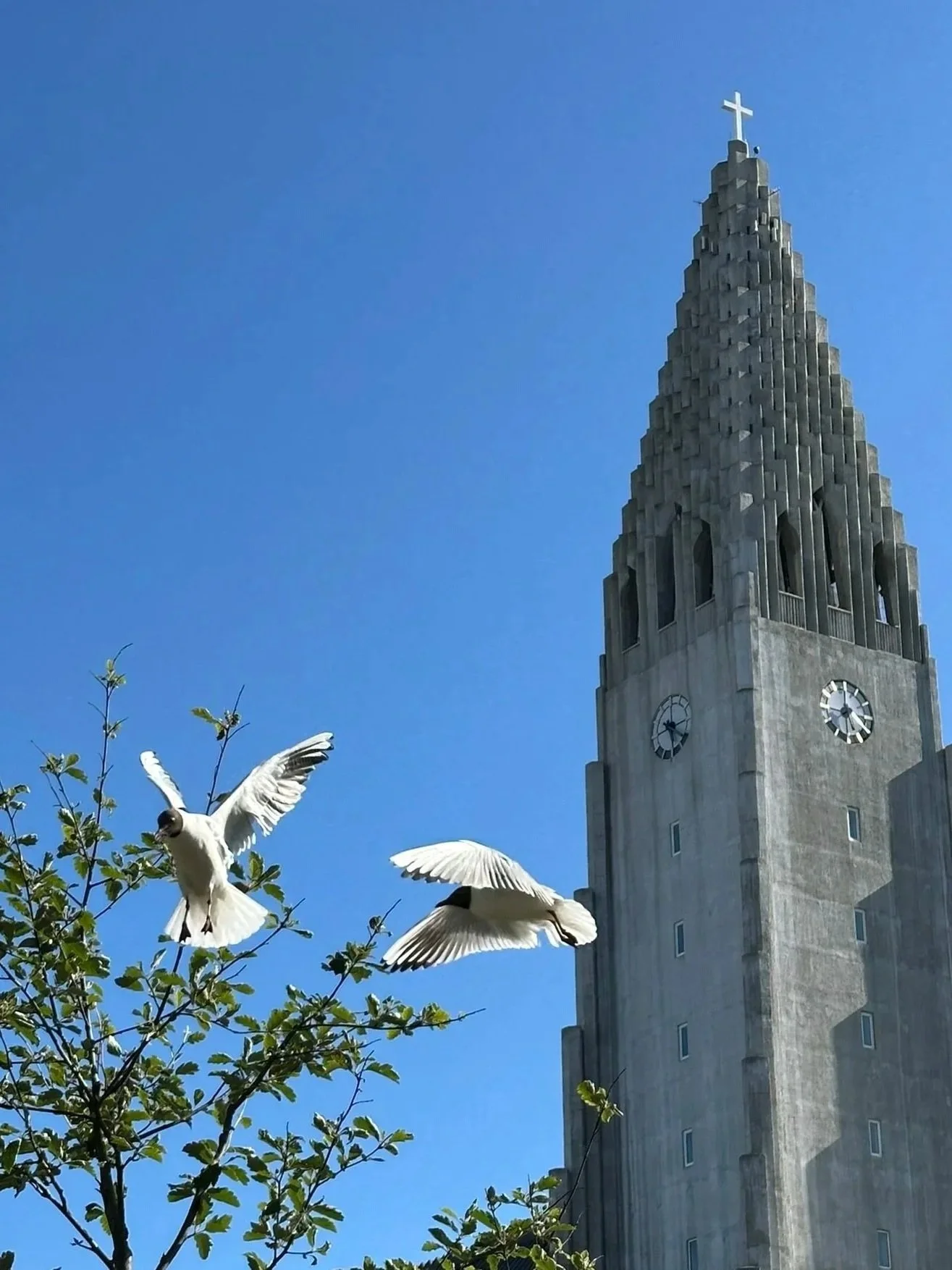 Two white birds flying near the top of a leafy tree in front of a tall concrete church tower with a clock and a cross at the top against a blue sky.