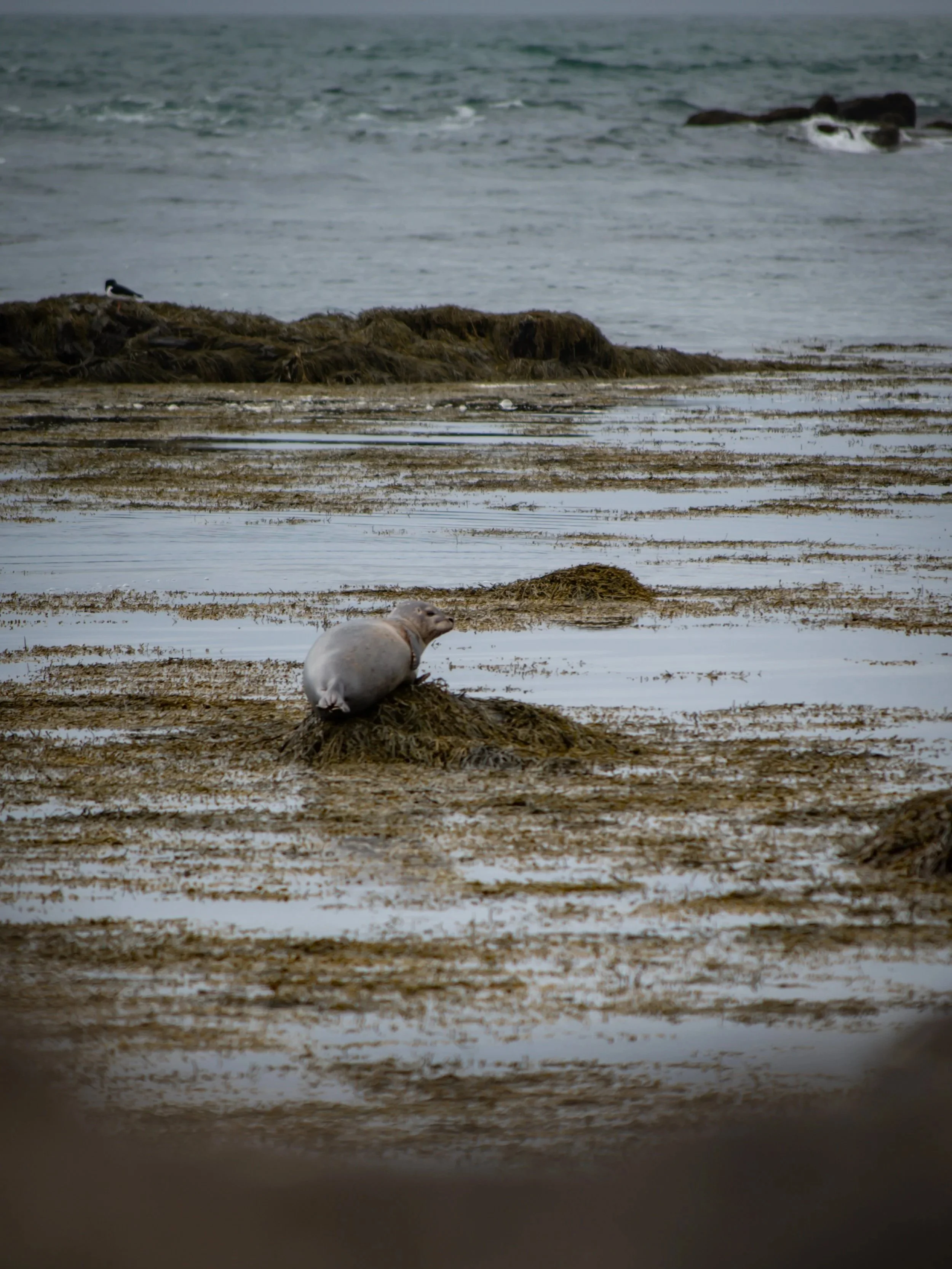 A seagull resting on a patch of seaweed near the shoreline, with the ocean in the background.