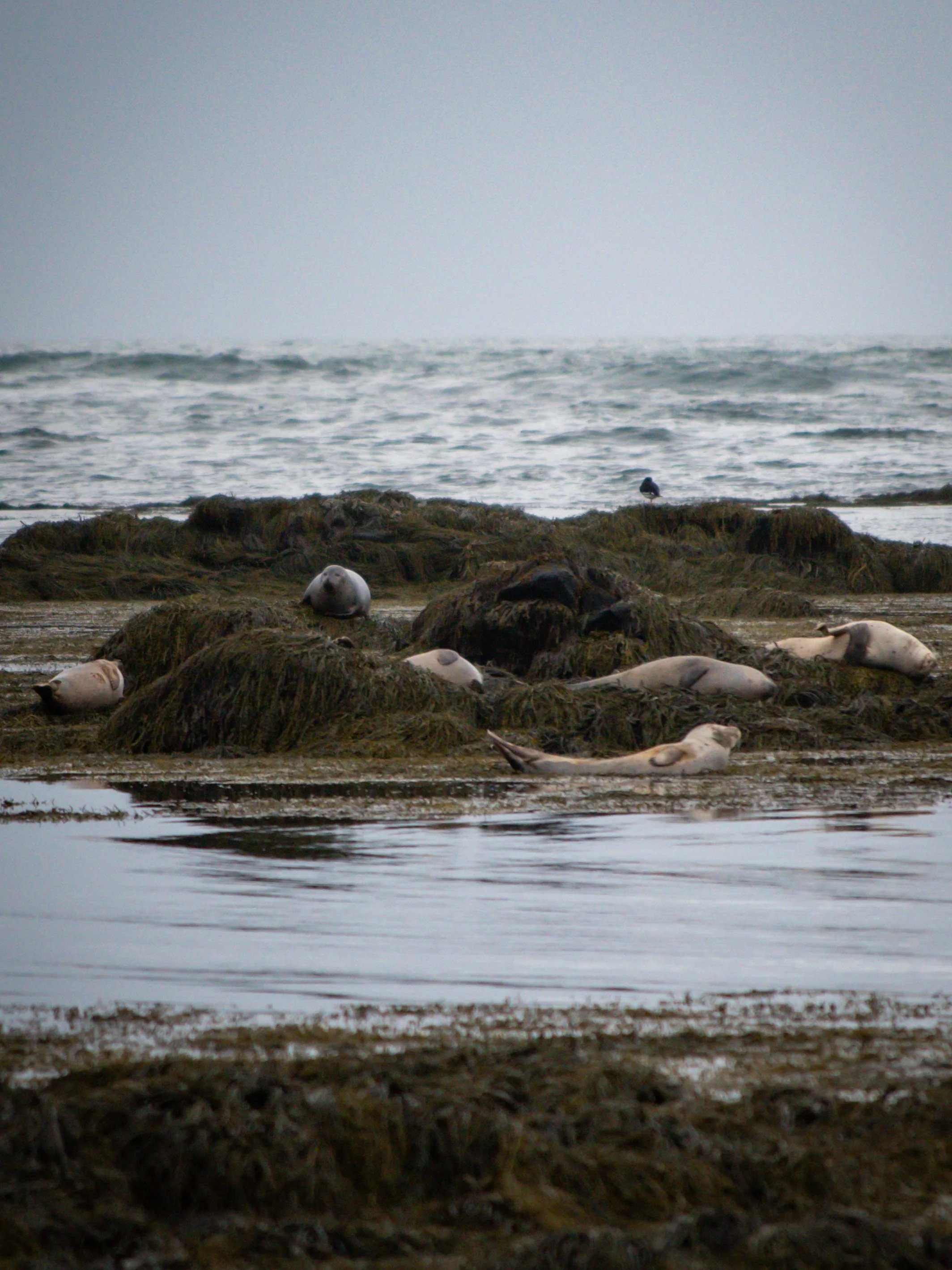 Seals resting on rocks along the shoreline with waves and a gray sky in the background.