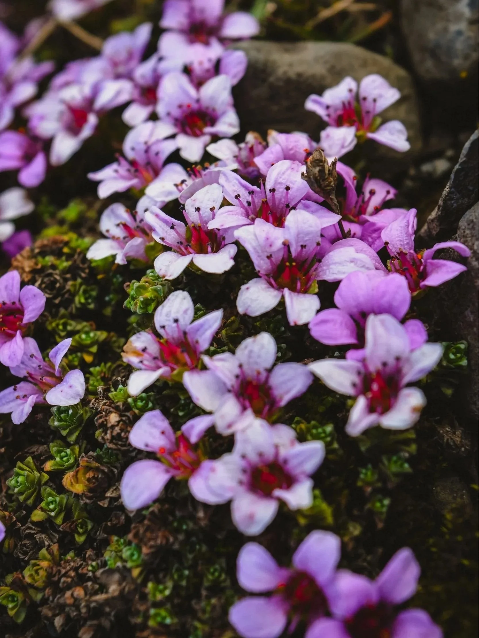 Close-up of small purple and white flowers growing among rocks and soil, with a bee on one of the flowers.