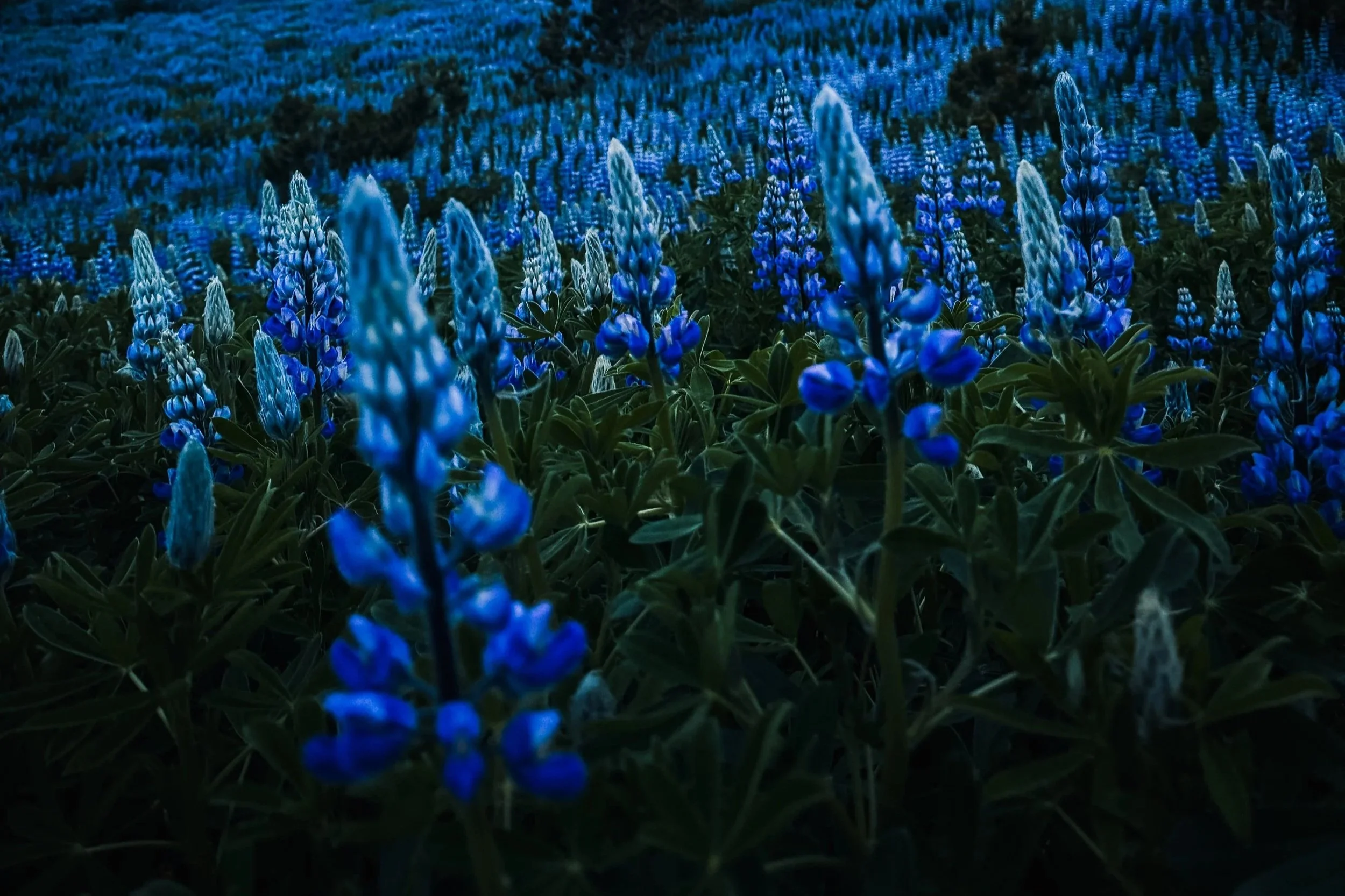 Blue lupine flowers in a field during the night.
