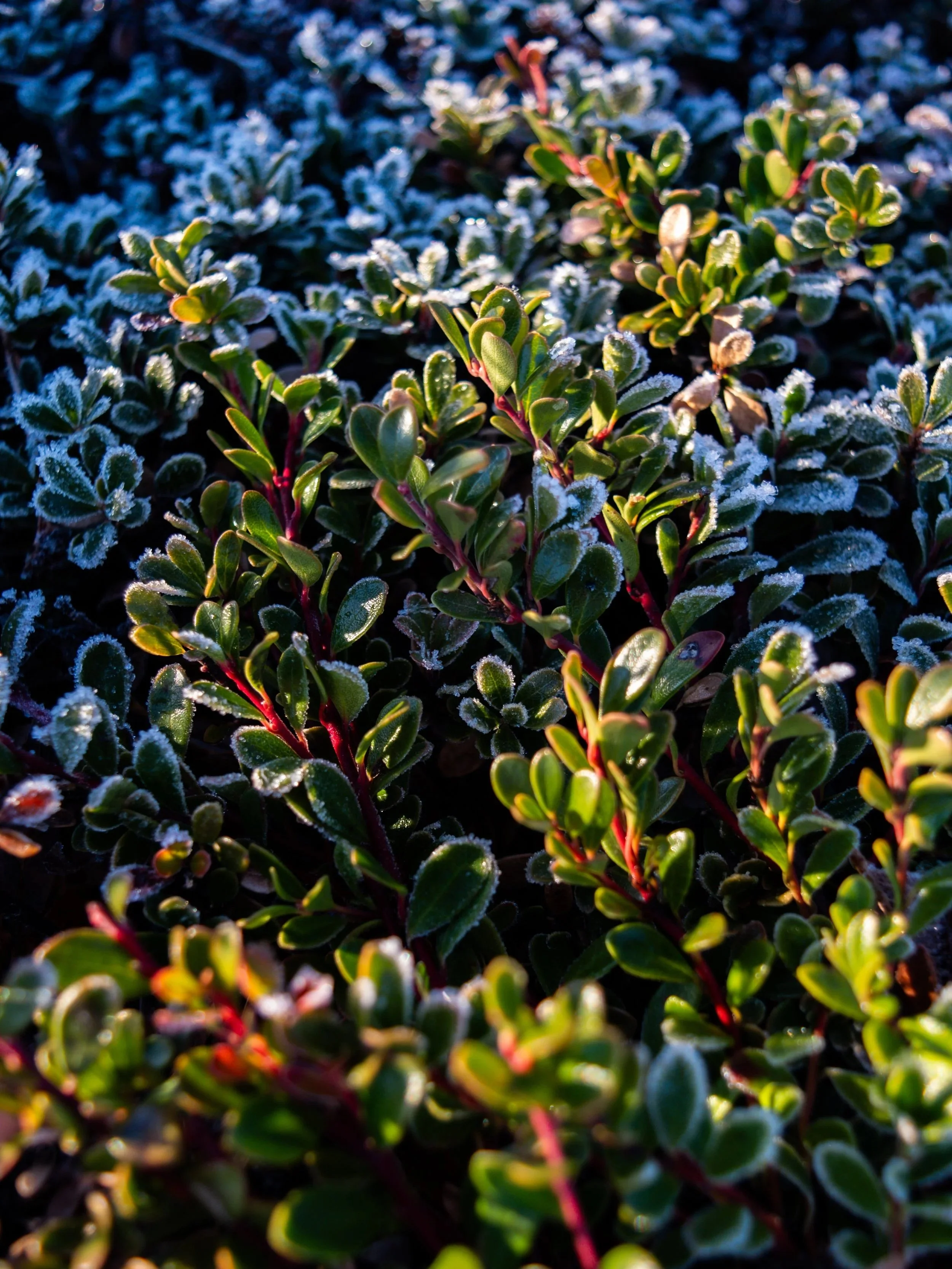 Close-up of small green leaves with red stems, covered in a light frost or snow, outdoors during daylight.