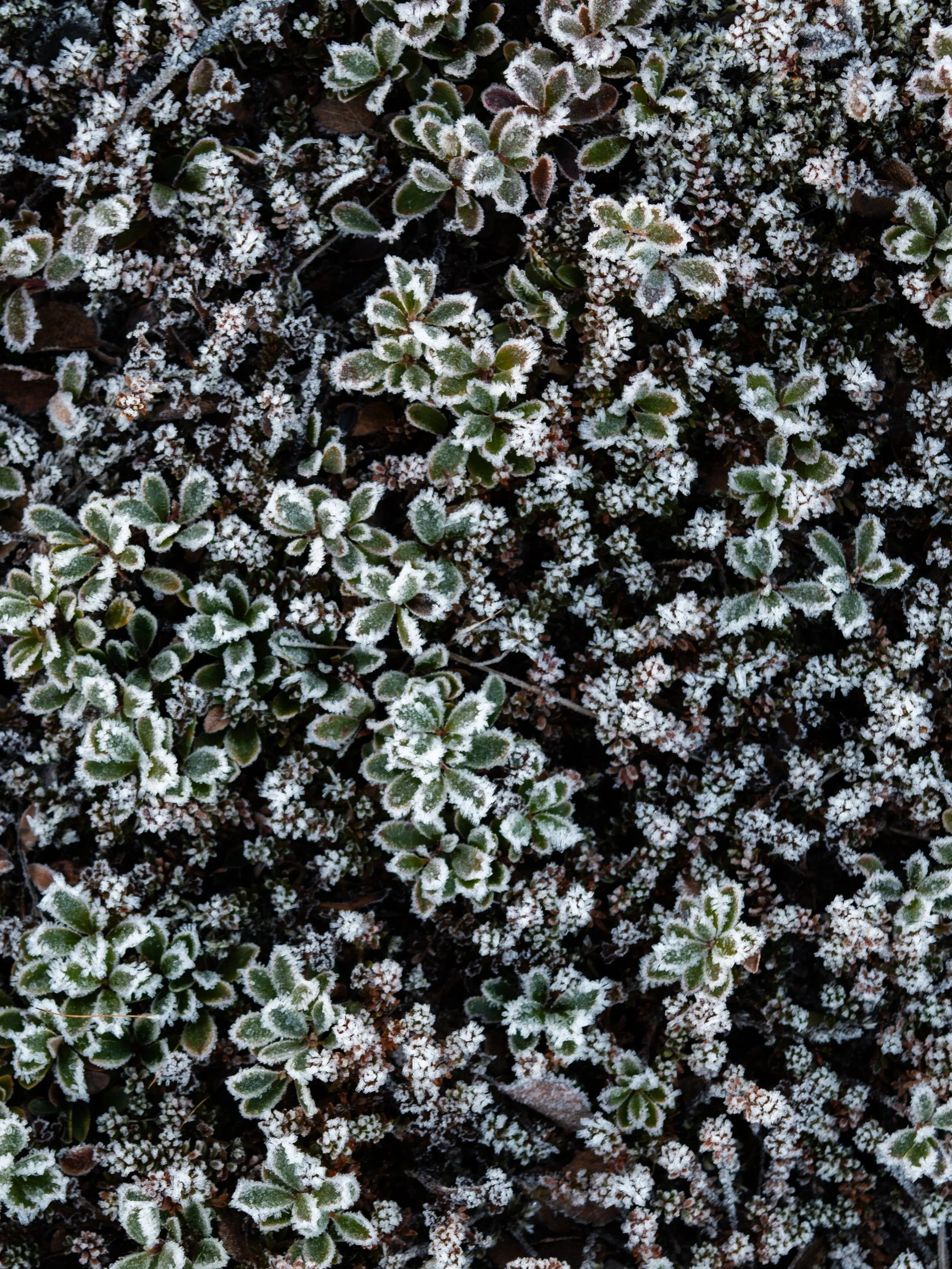 Frost-covered small green plants with oval leaves.