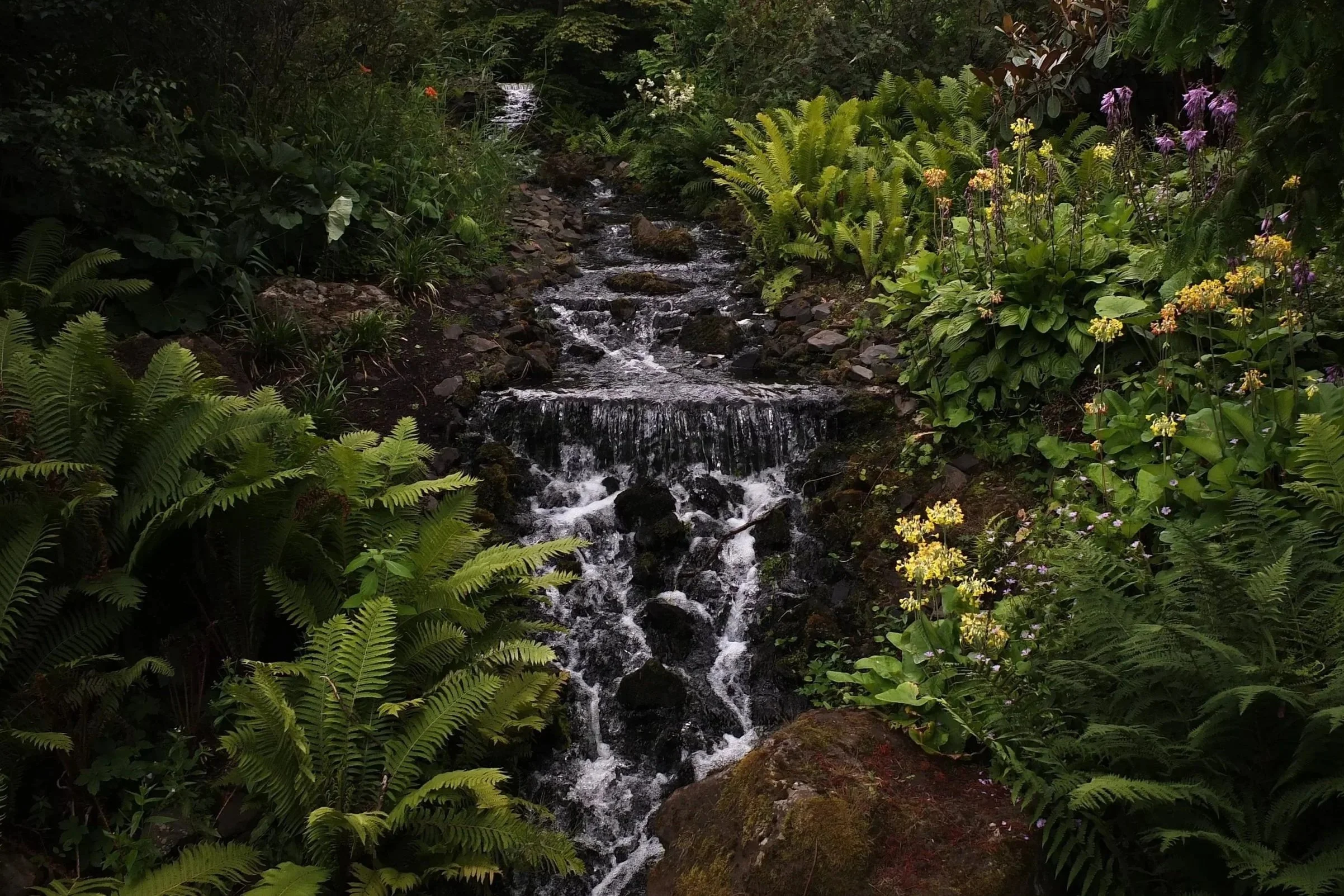 A small, rocky waterfall flowing through a lush, green forest with ferns and flowering plants on both sides.