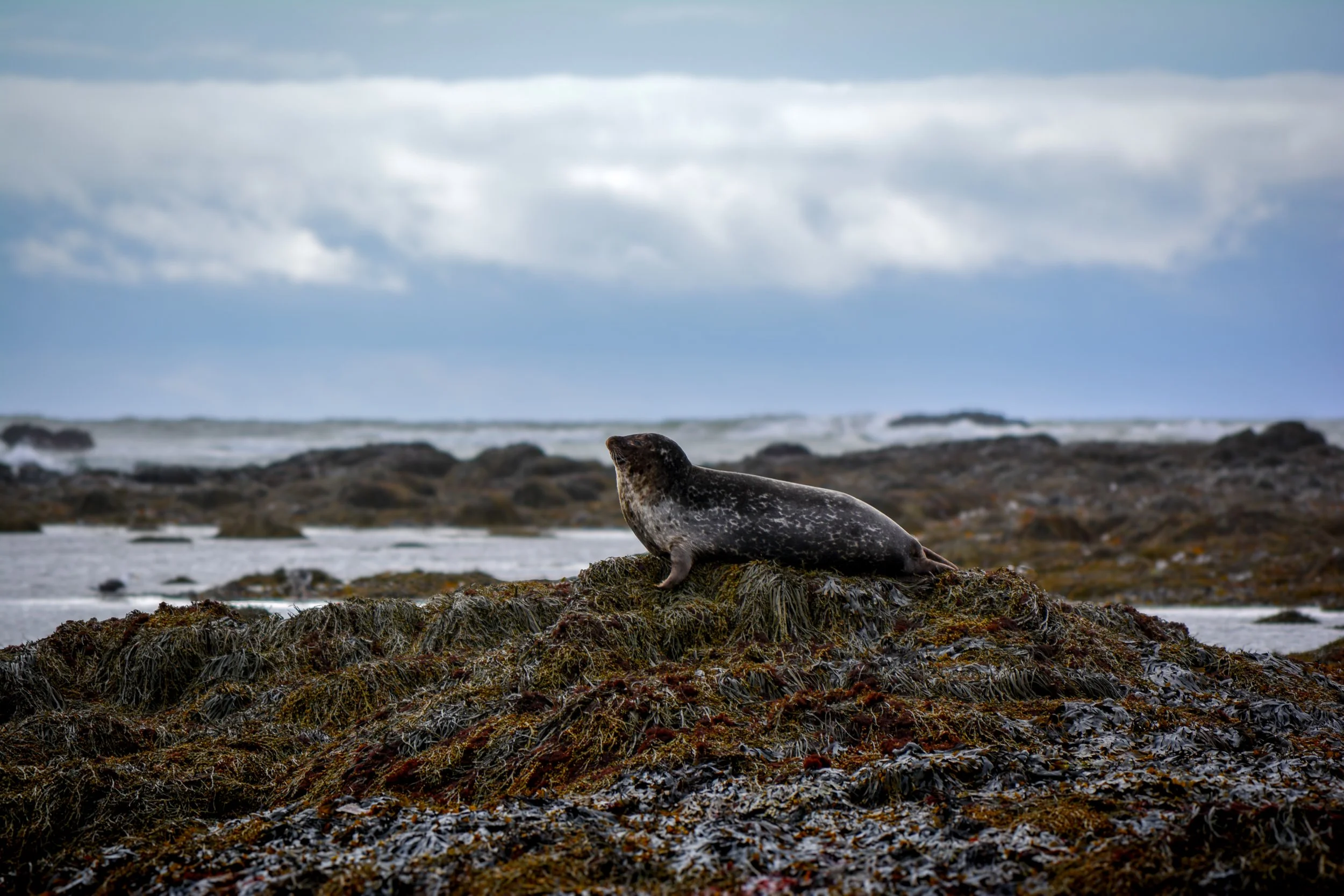 A seal resting on a rocky, seaweed-covered shoreline with a cloudy sky and ocean in the background.