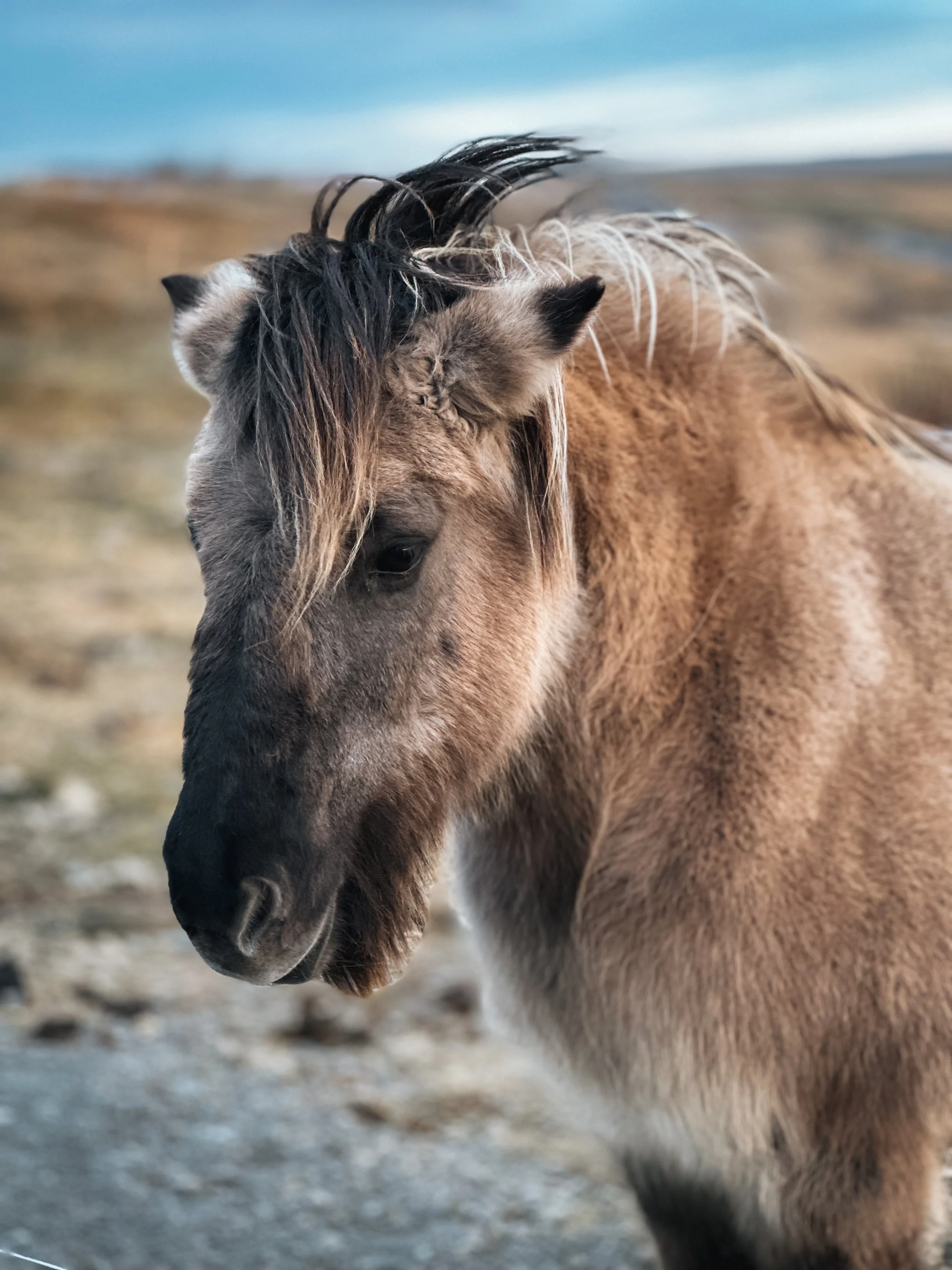 Close-up of a brown horse with a black mane standing outdoors with a blurred background.