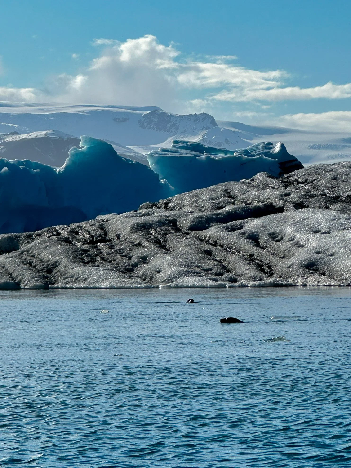 A body of water with seals swimming, and a large ice formation in the background under a partly cloudy sky.