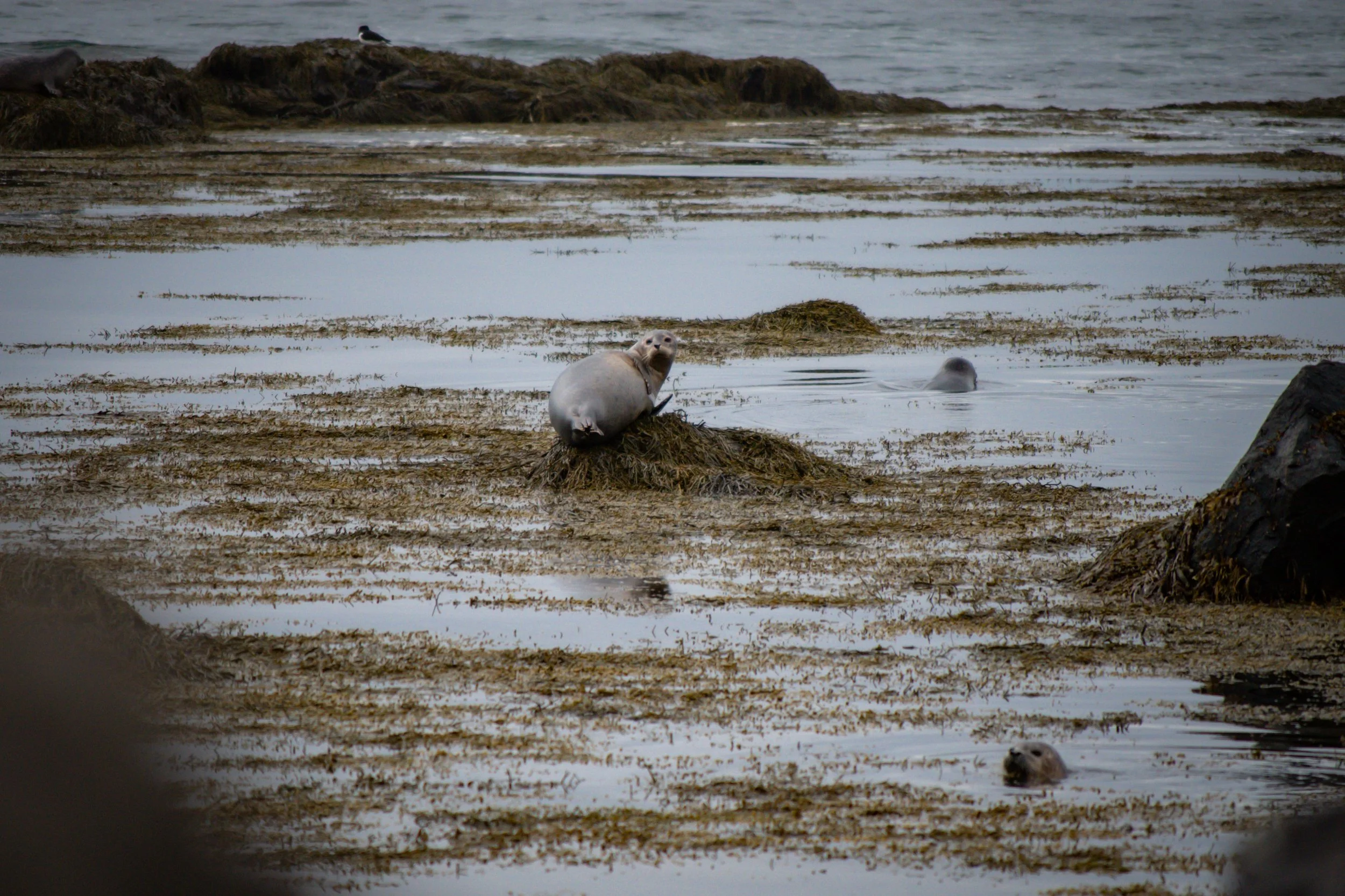 Seals on the shore with tidal pools and ocean in the background, some seals are resting on rocks and others are in the water.