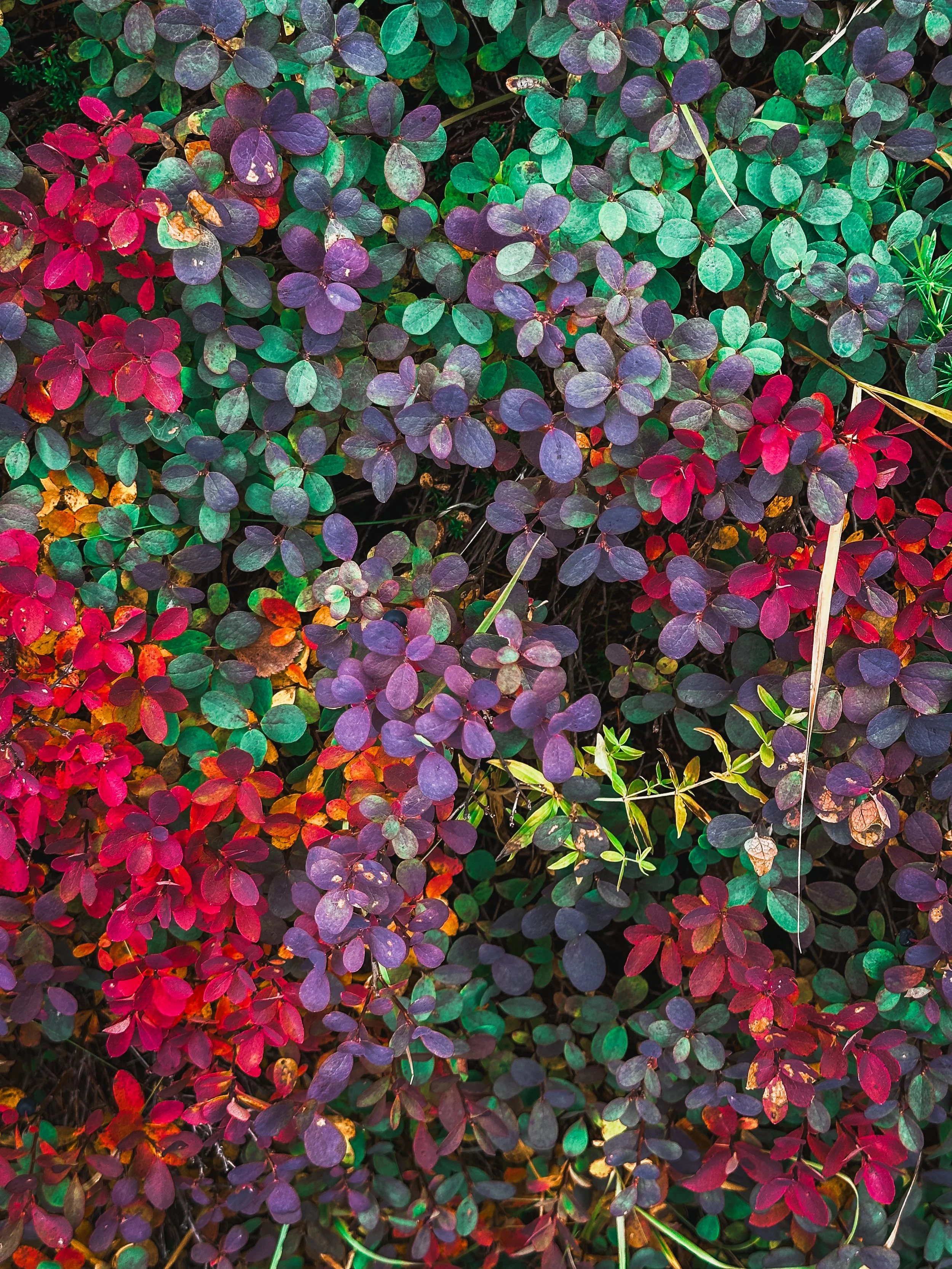 Colorful autumn foliage with red, purple, green, and yellow leaves.